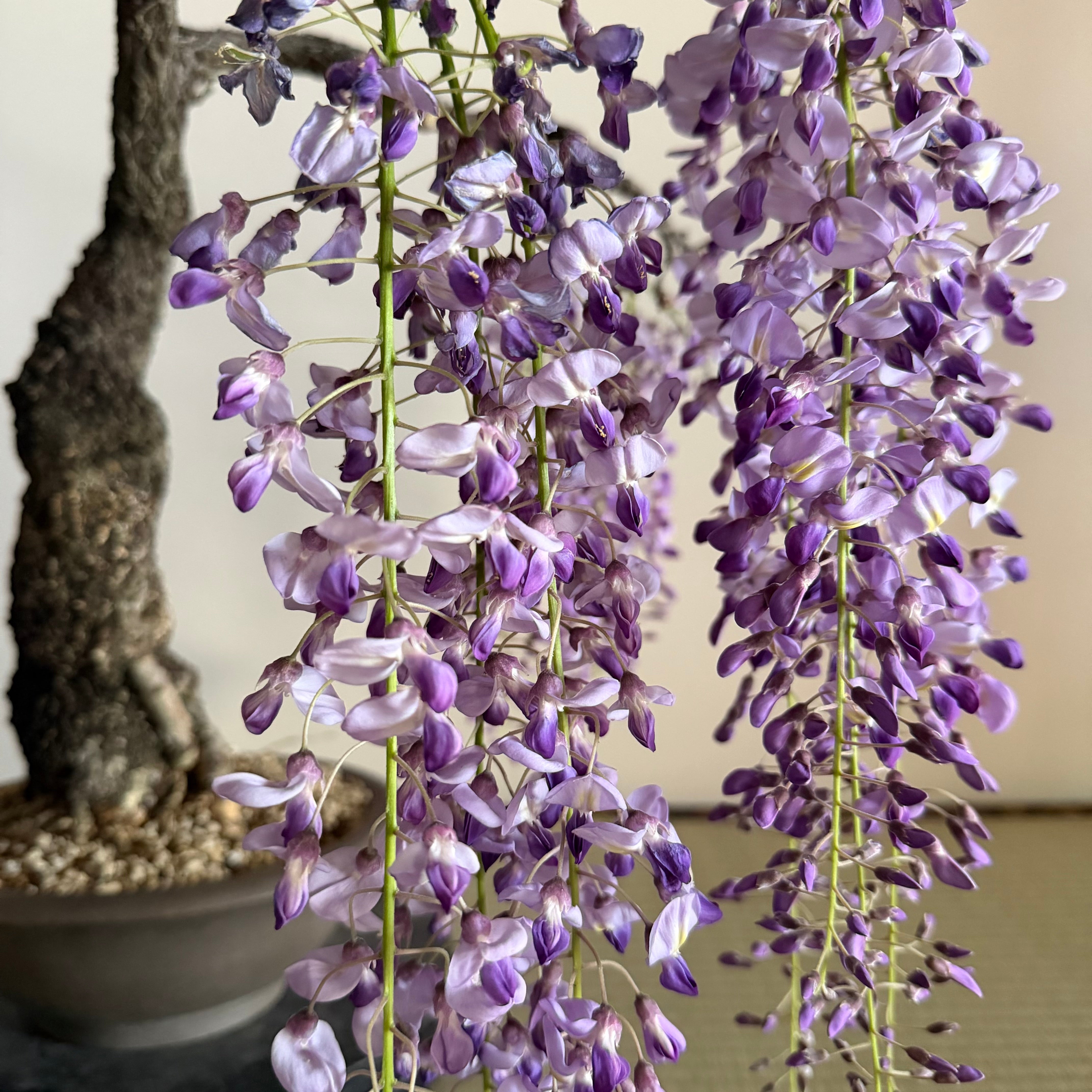 Wisteria Cuttings