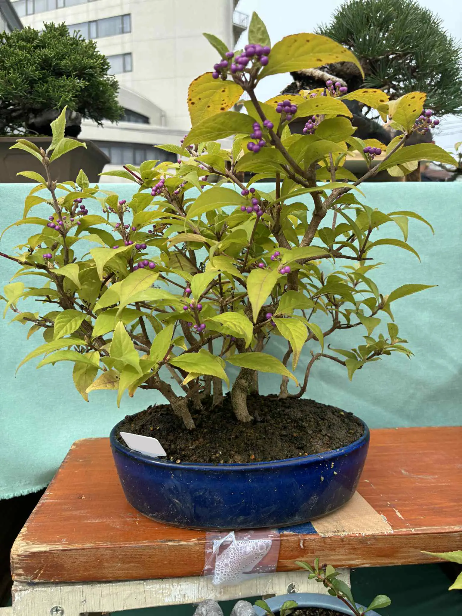 Callicarpa japonica Canada Bonsai