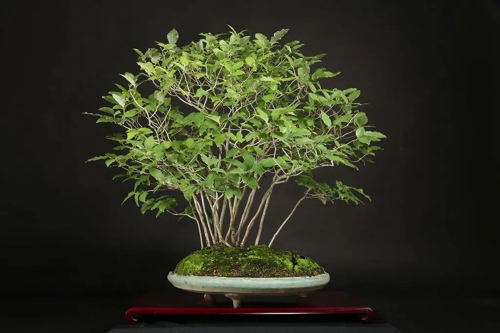 Lindera glauca Canada Bonsai