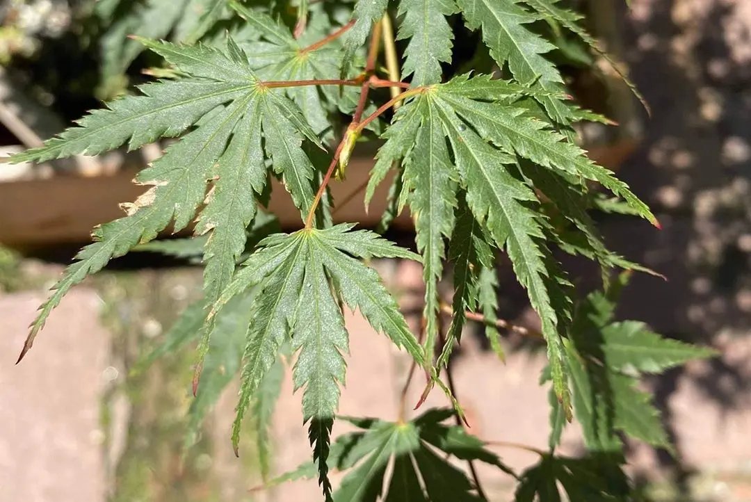 Acer palmatum 'Yves' Select' Canada Bonsai