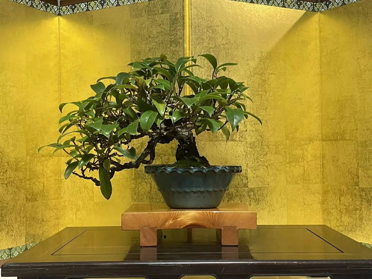 Kadsura japonica Canada Bonsai