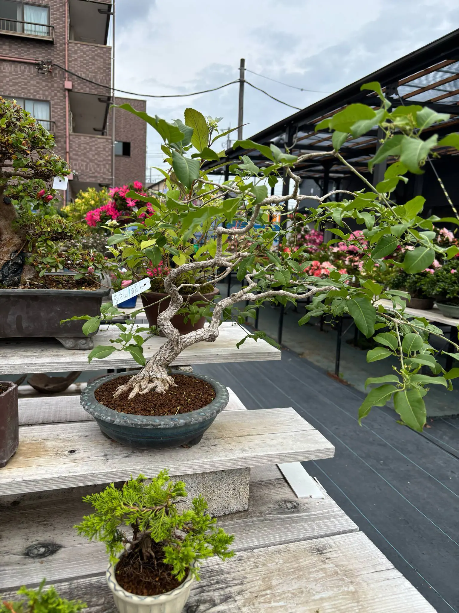 Euonymus Canada Bonsai