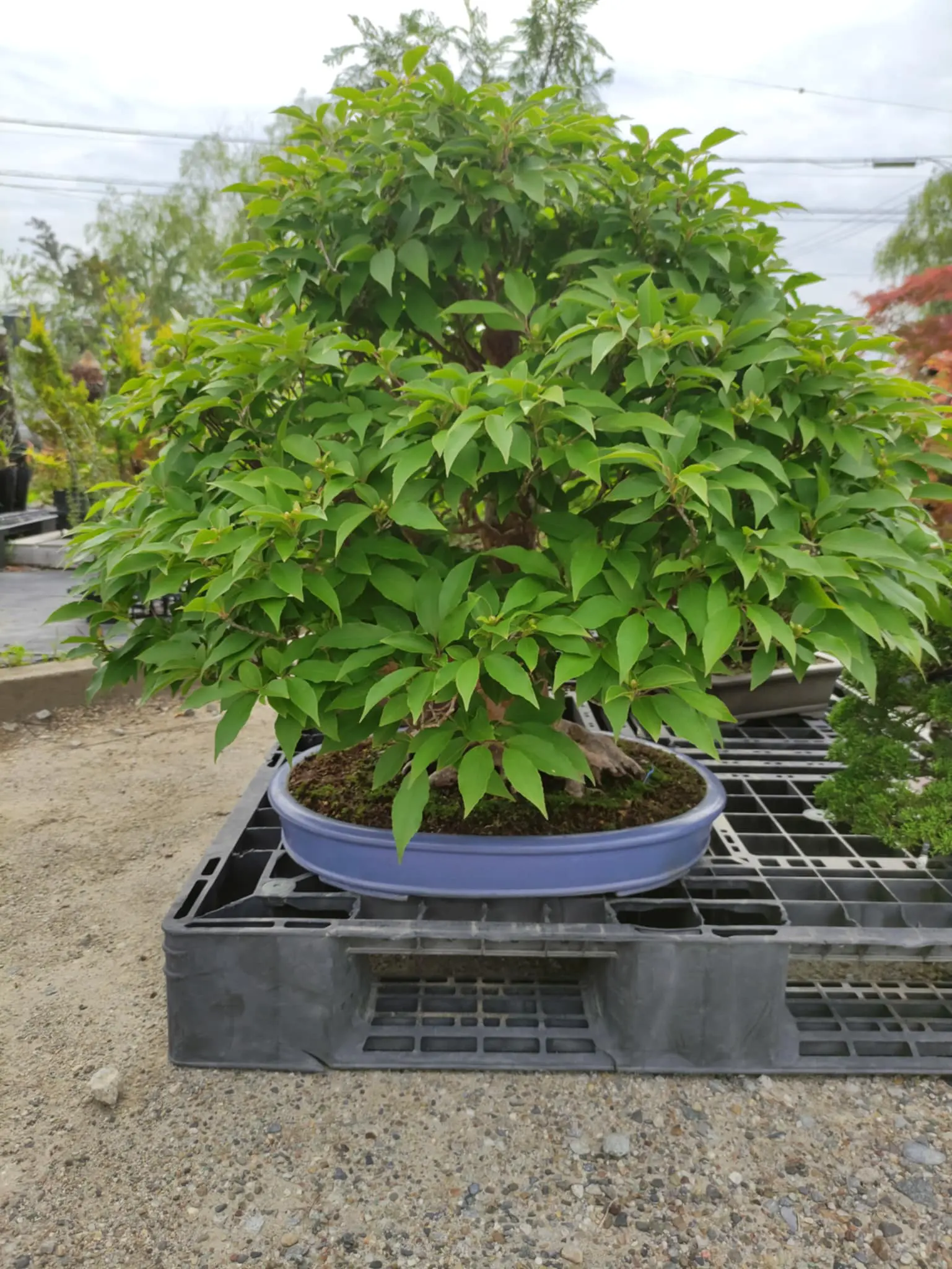 Stewartia monadelpha Canada Bonsai