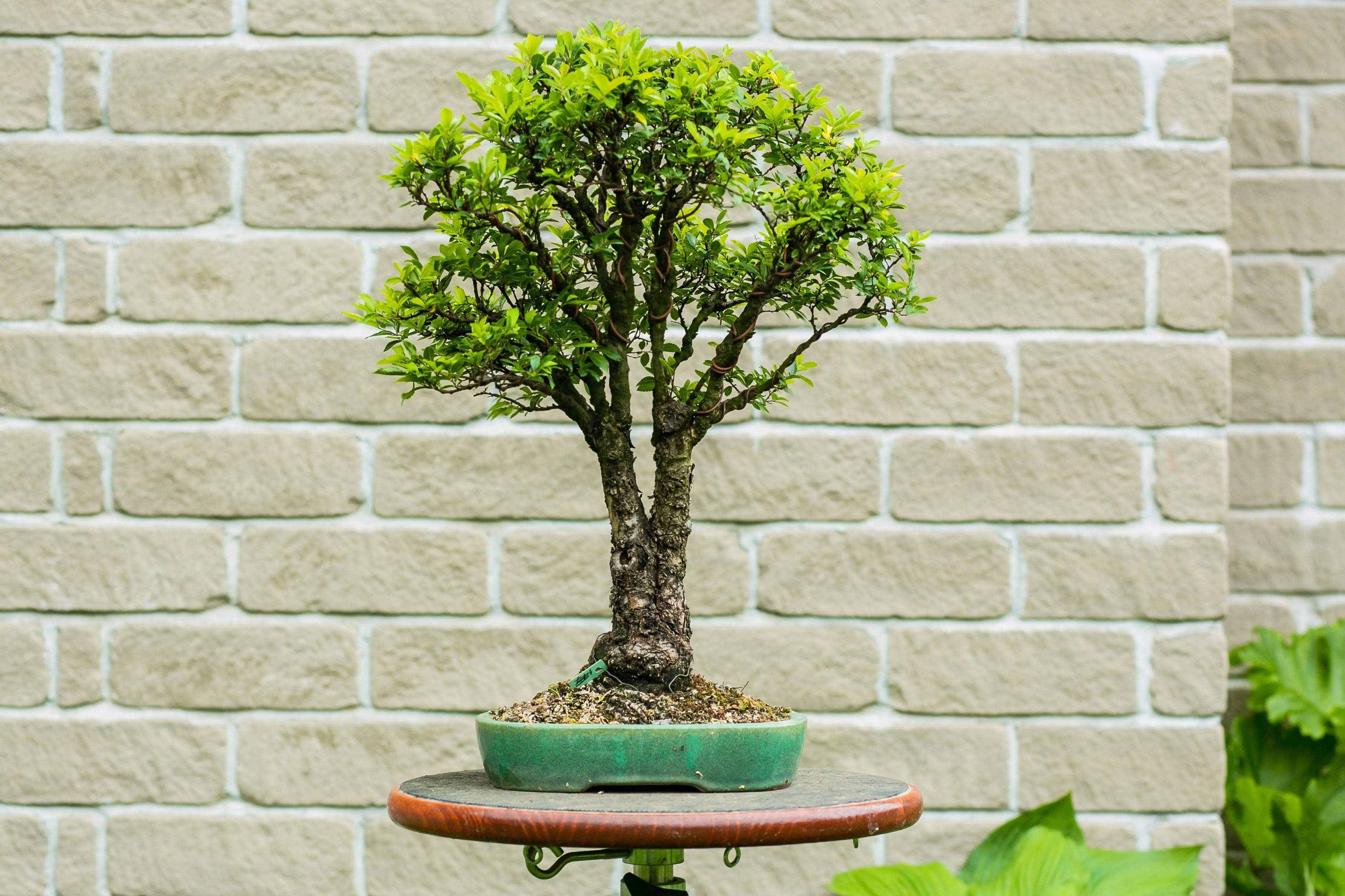 Ulmus parviflora Canada Bonsai