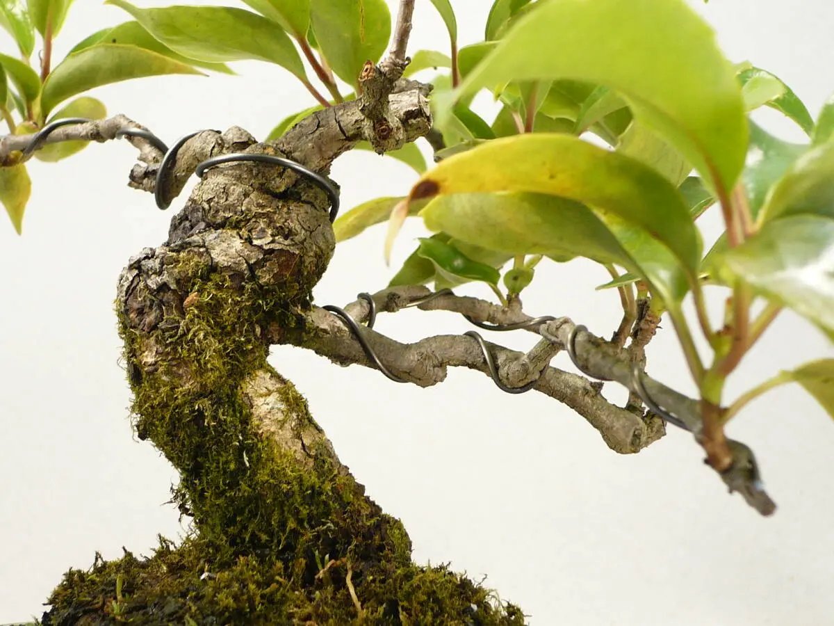 Kadsura japonica Canada Bonsai