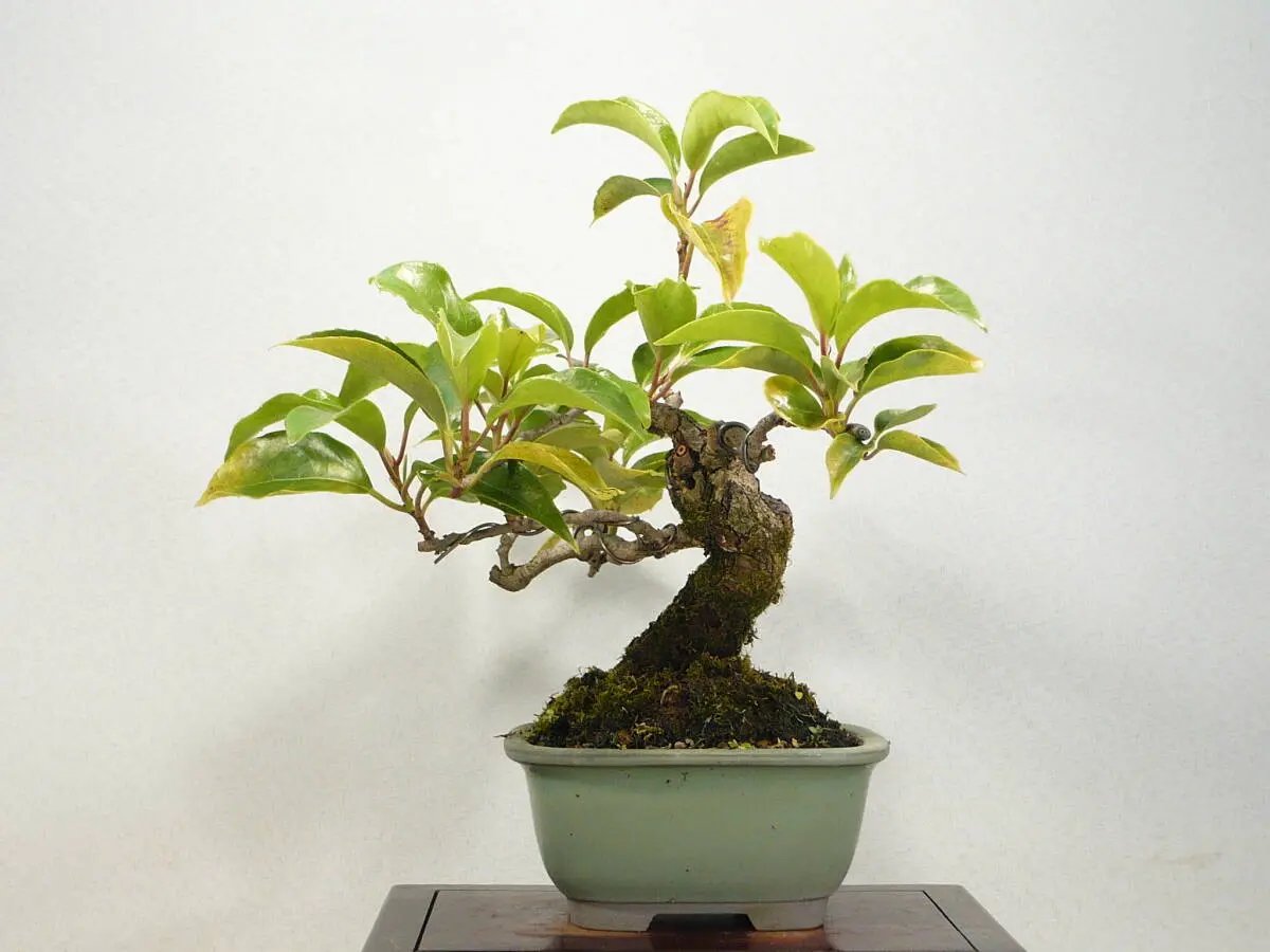 Kadsura japonica Canada Bonsai
