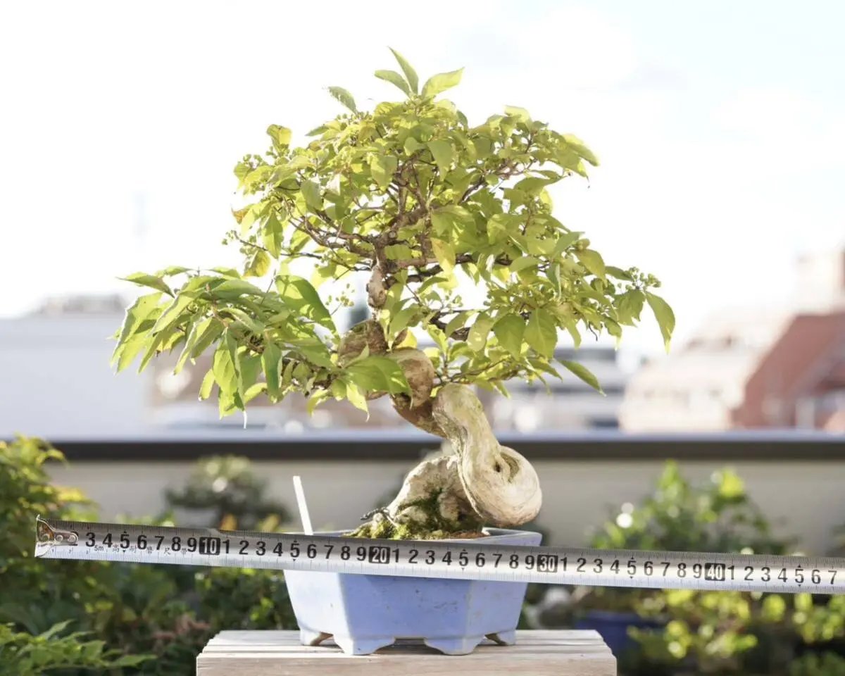 Callicarpa japonica Canada Bonsai
