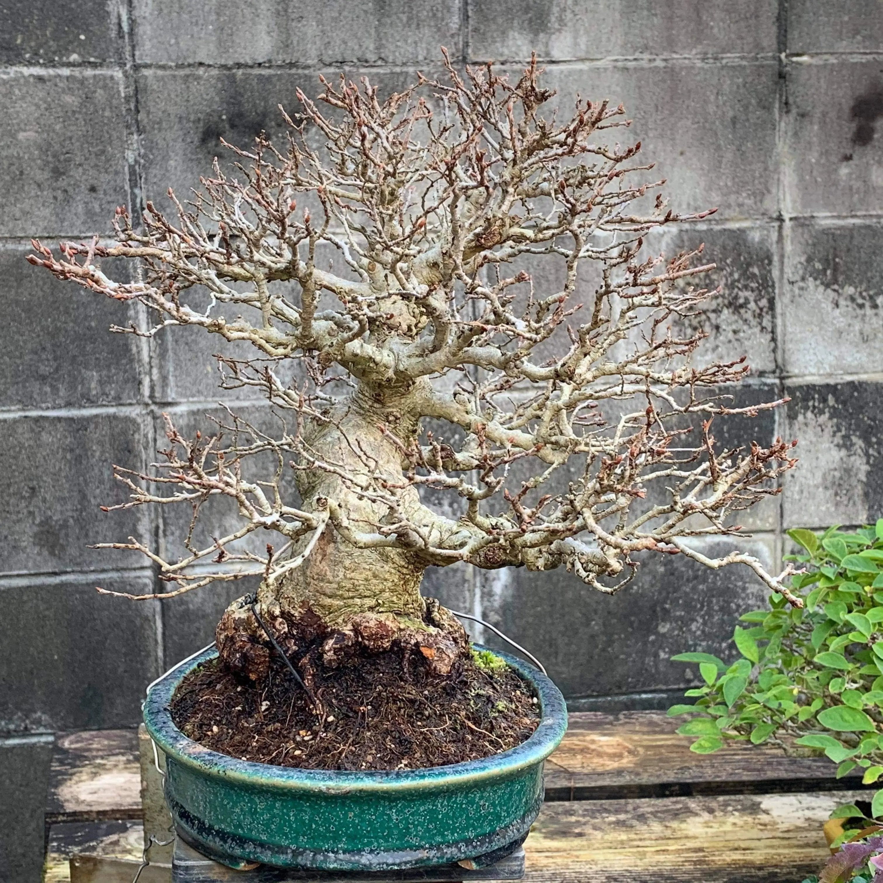 Carpinus turczaninowii Canada Bonsai