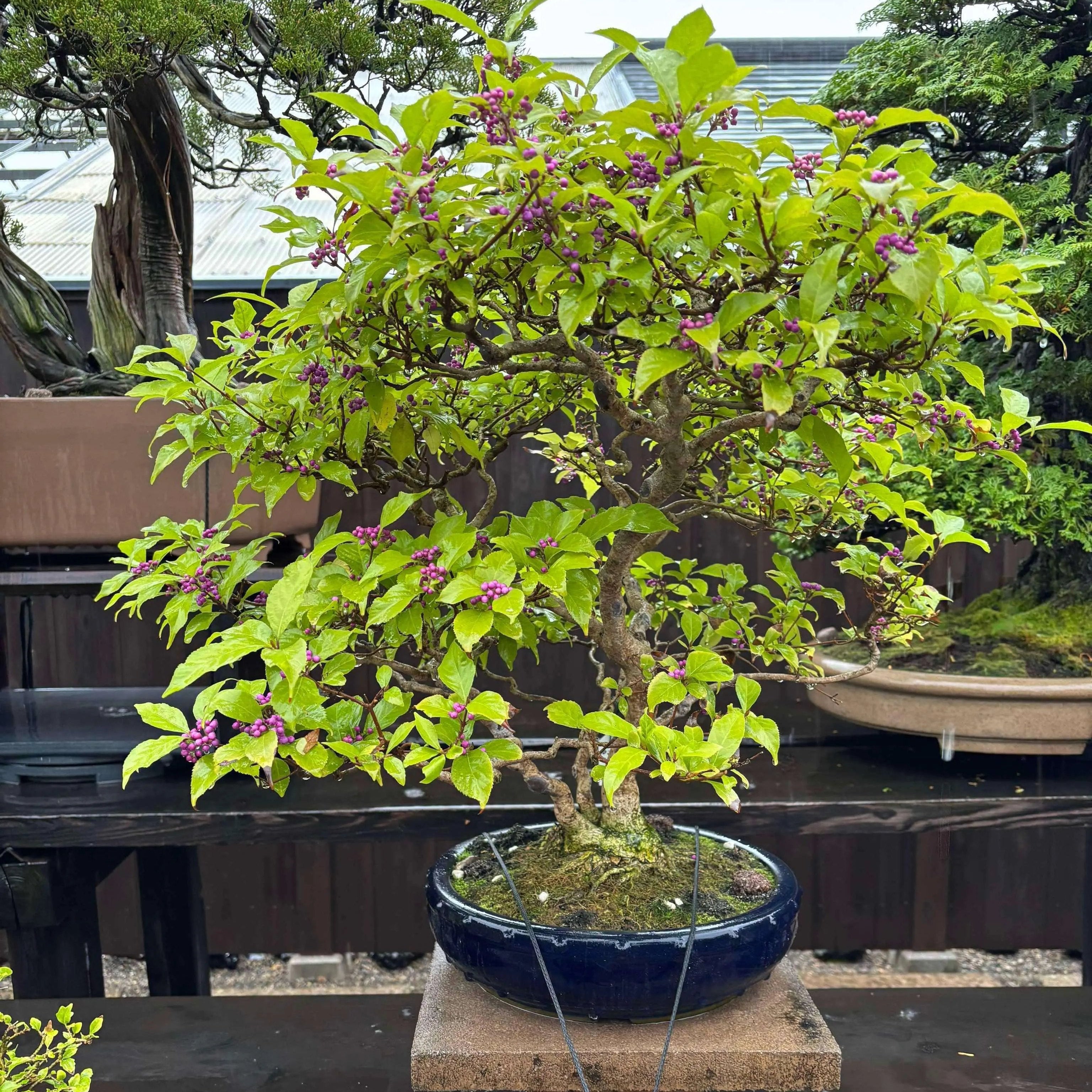 Callicarpa japonica Canada Bonsai