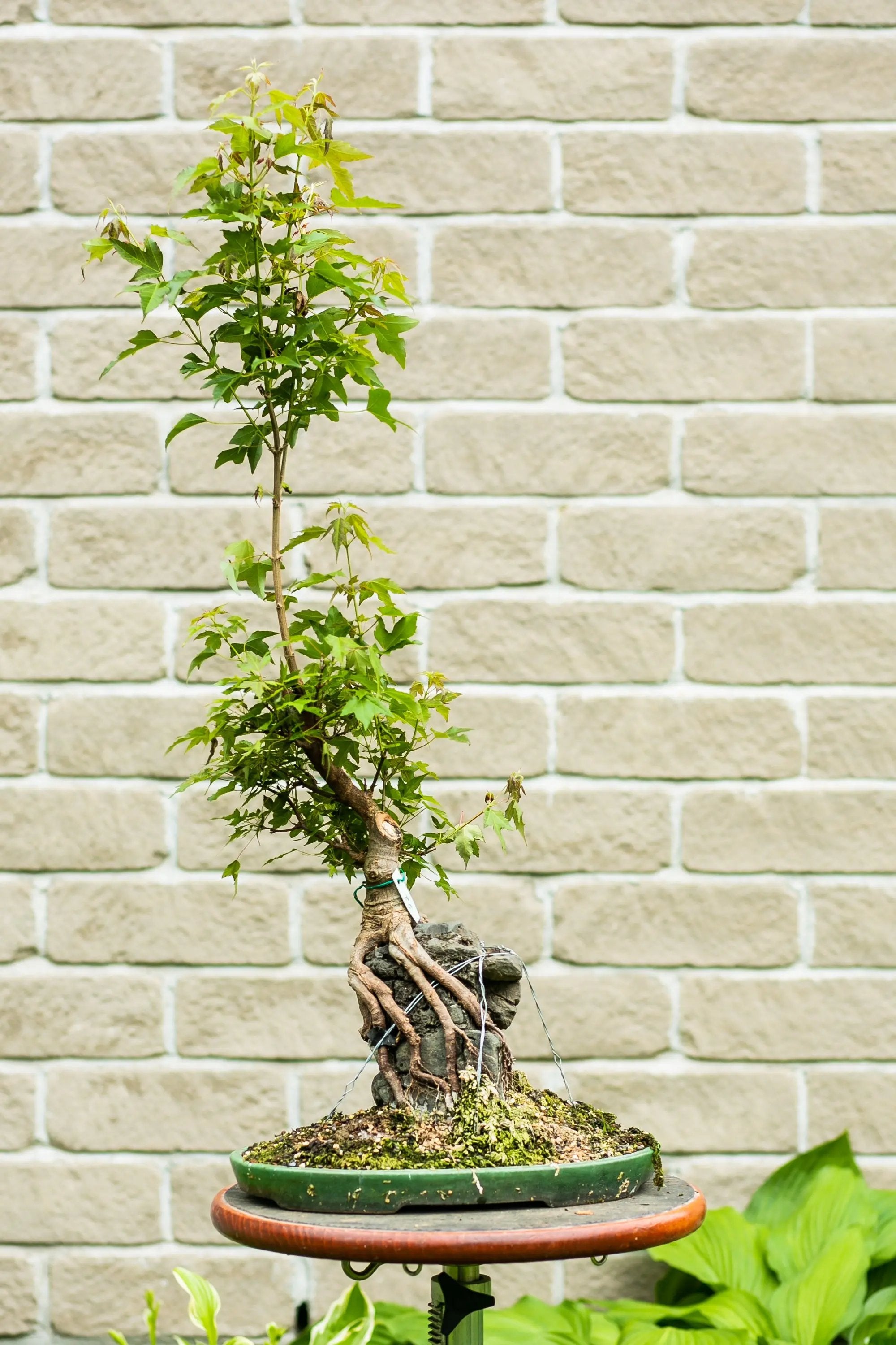 Acer buergerianum Canada Bonsai