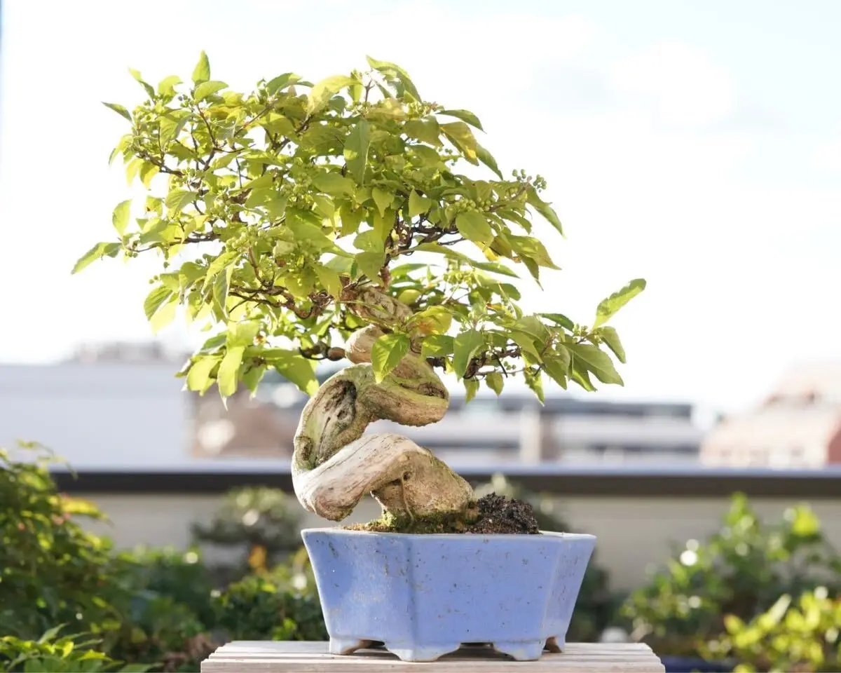 Callicarpa japonica Canada Bonsai