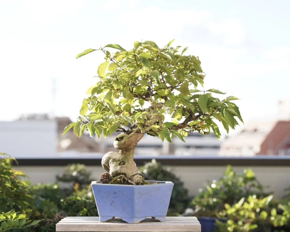 Callicarpa japonica Canada Bonsai