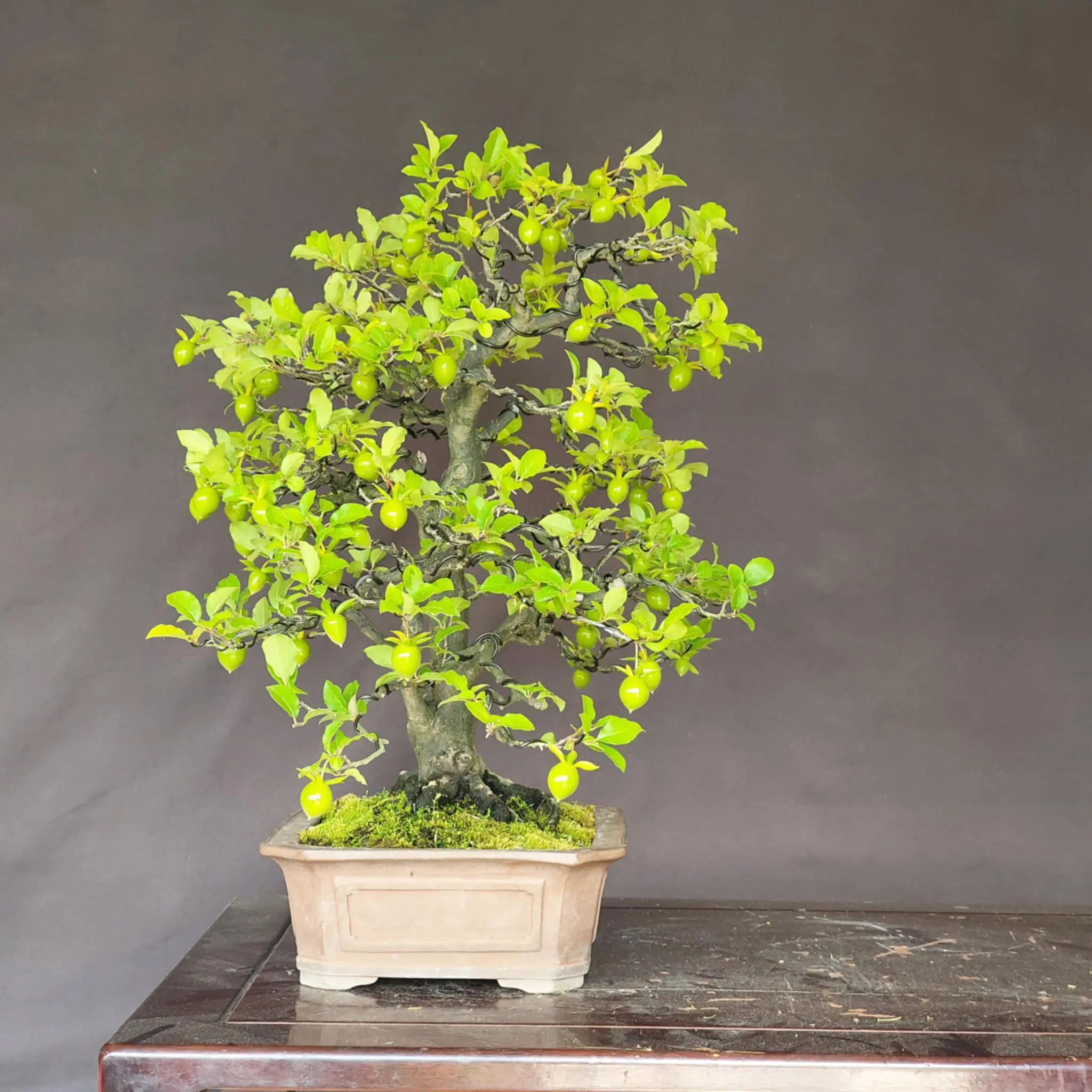 Diospyros rhombifolia 'Miyako Beni' Canada Bonsai