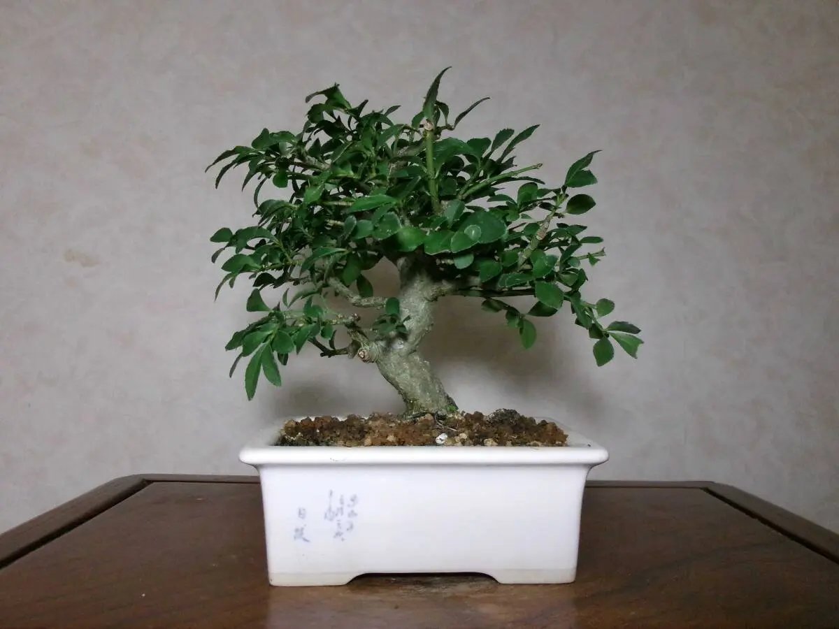 Euonymus Canada Bonsai