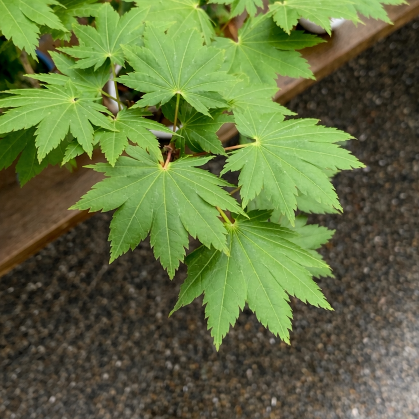 Acer tenuifolium 'Kohauchiwa' (5 units)