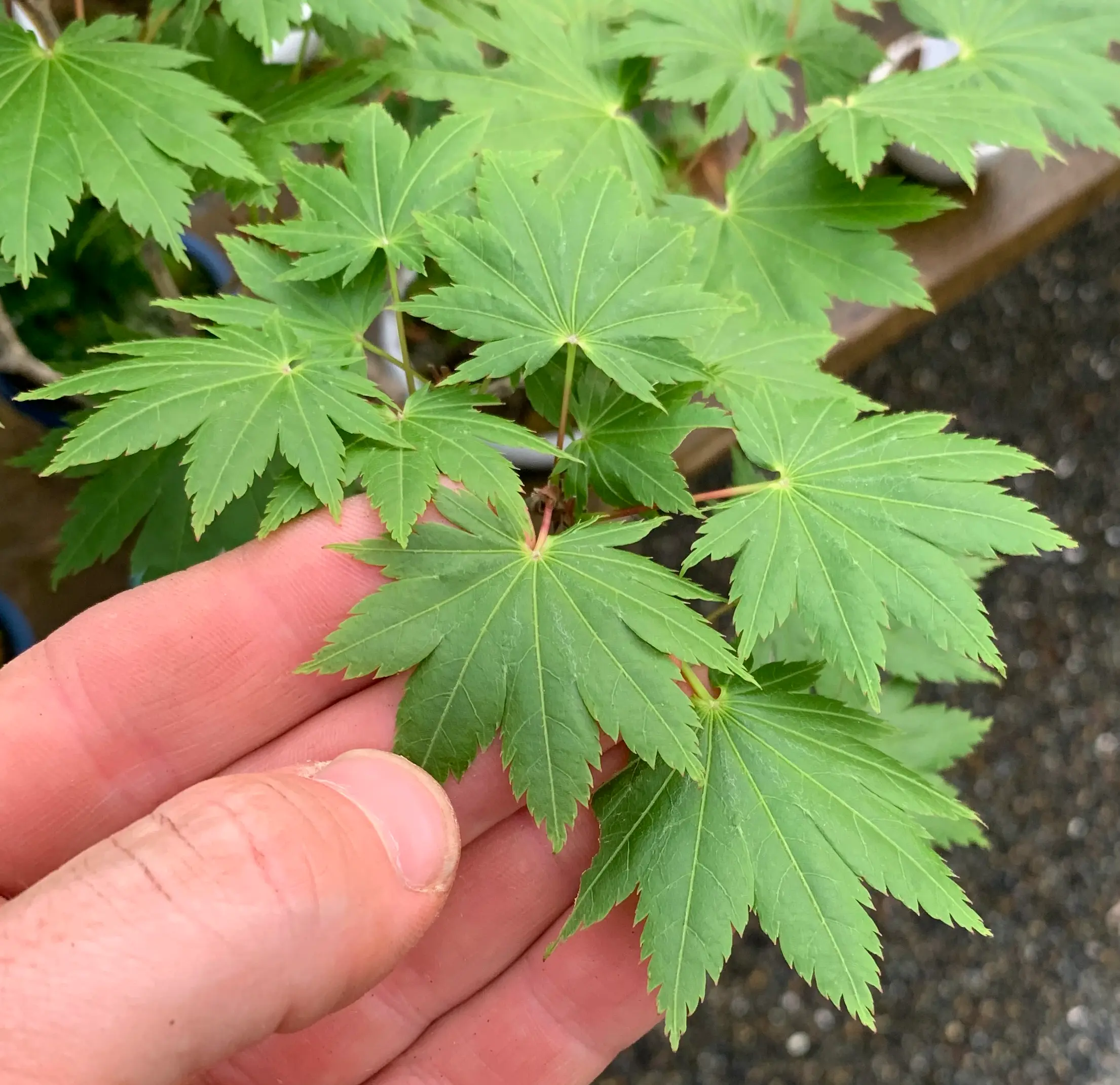 Acer tenuifolium 'Kohauchiwa' Canada Bonsai