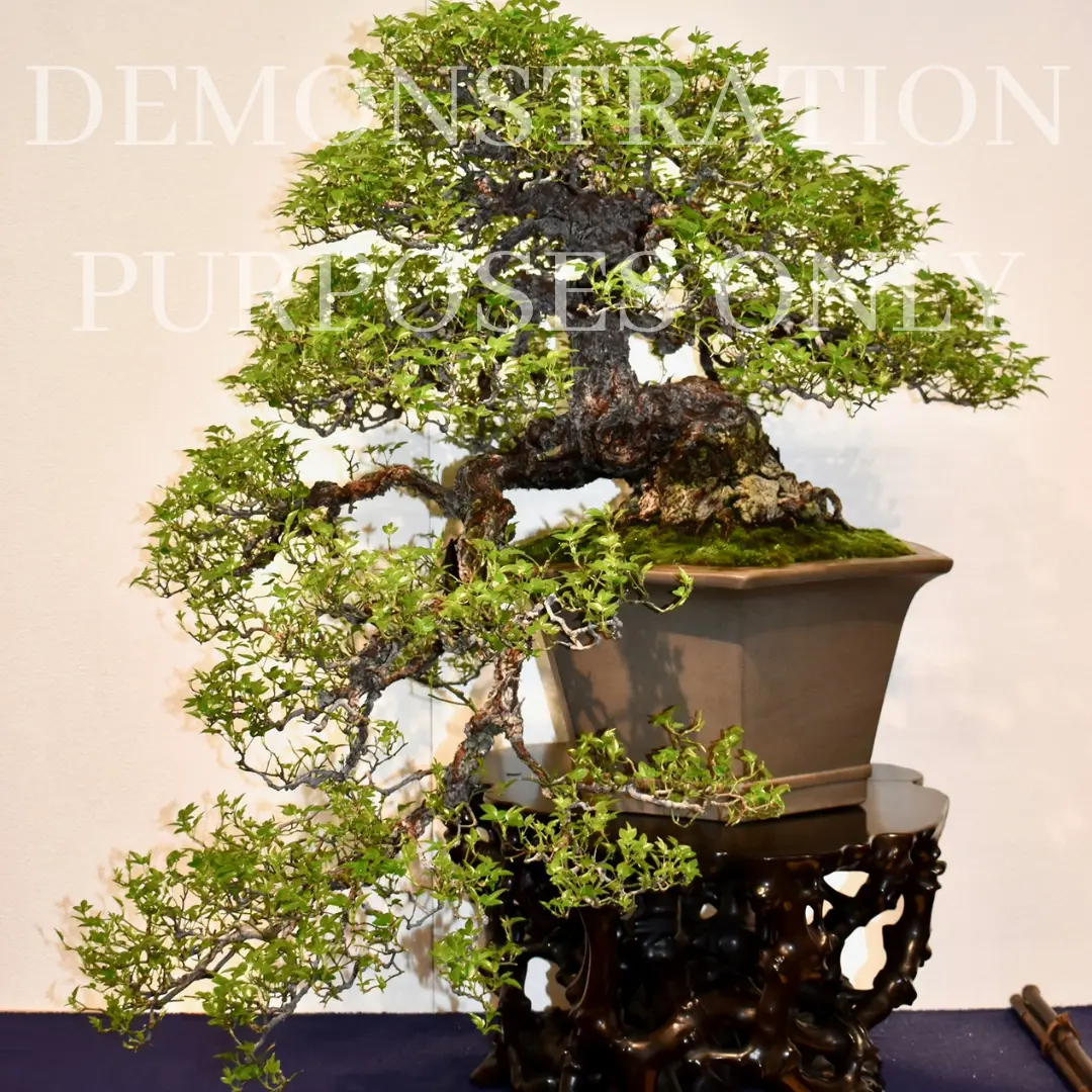 ROSE (white & pink) Canada Bonsai