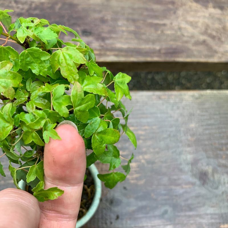 Acer buergerianum Fuyo-En
