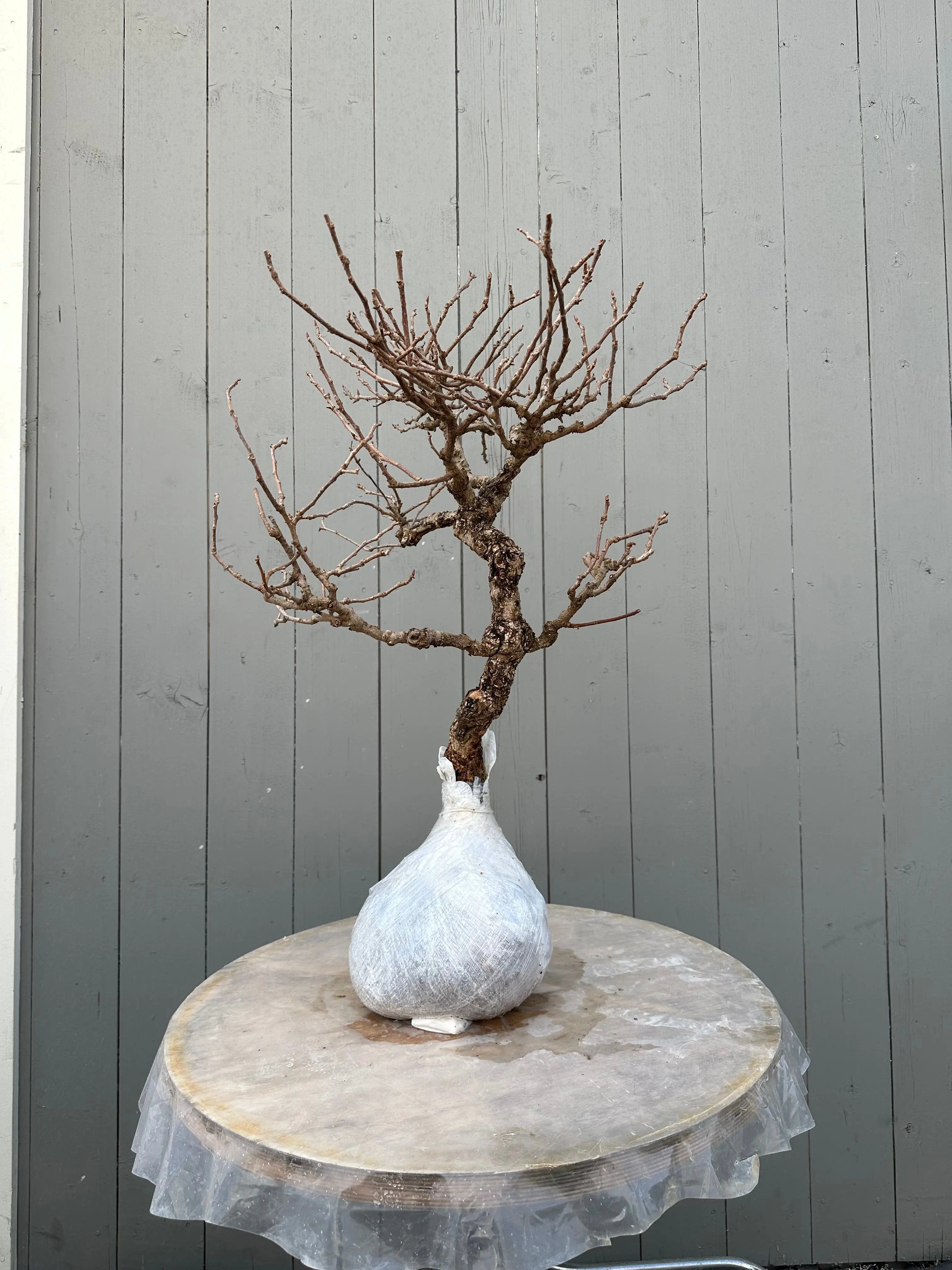 Kadsura #1 Canada Bonsai