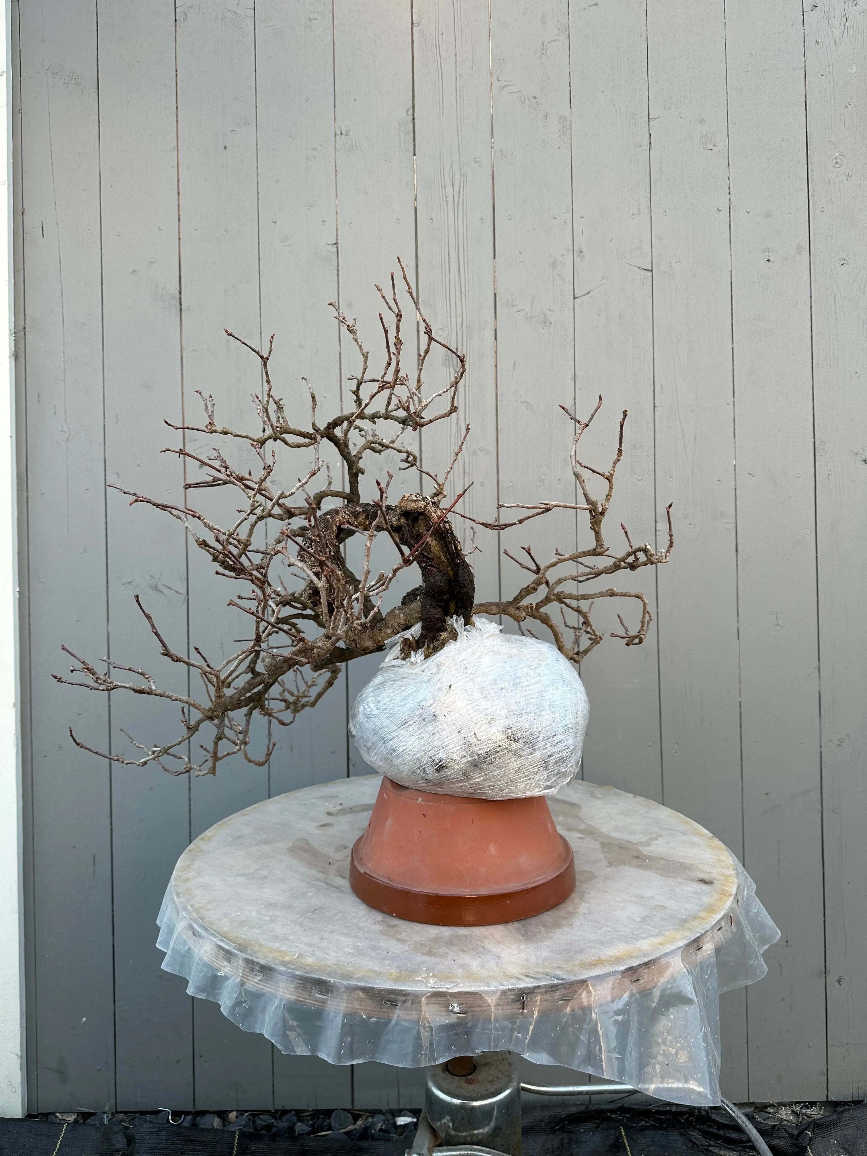 Kadsura #3 Canada Bonsai