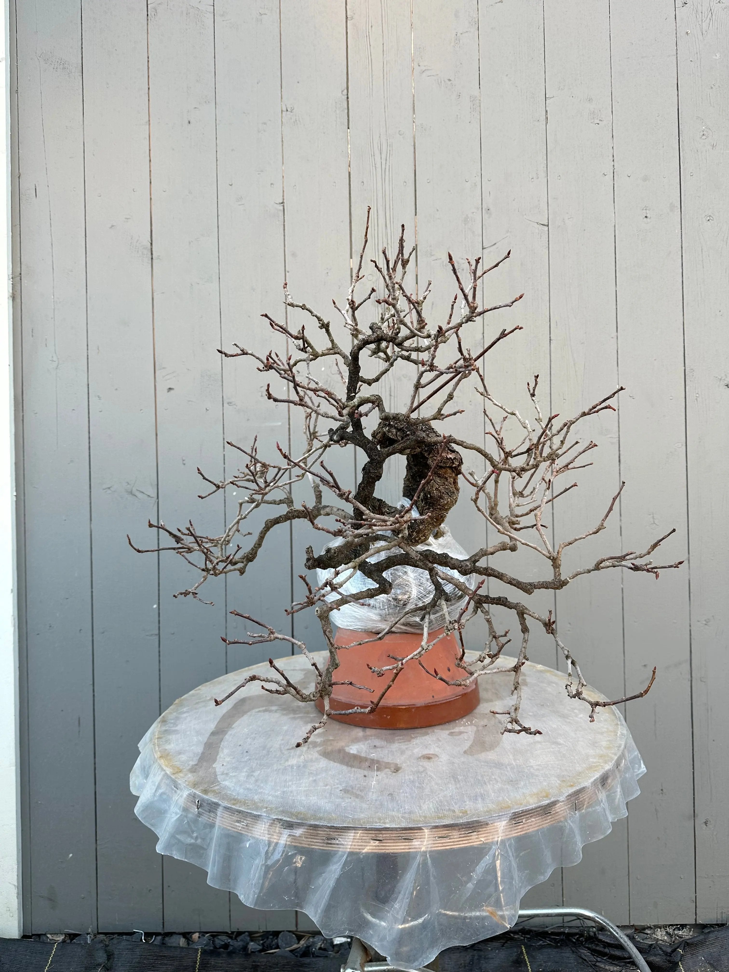 Kadsura #3 Canada Bonsai