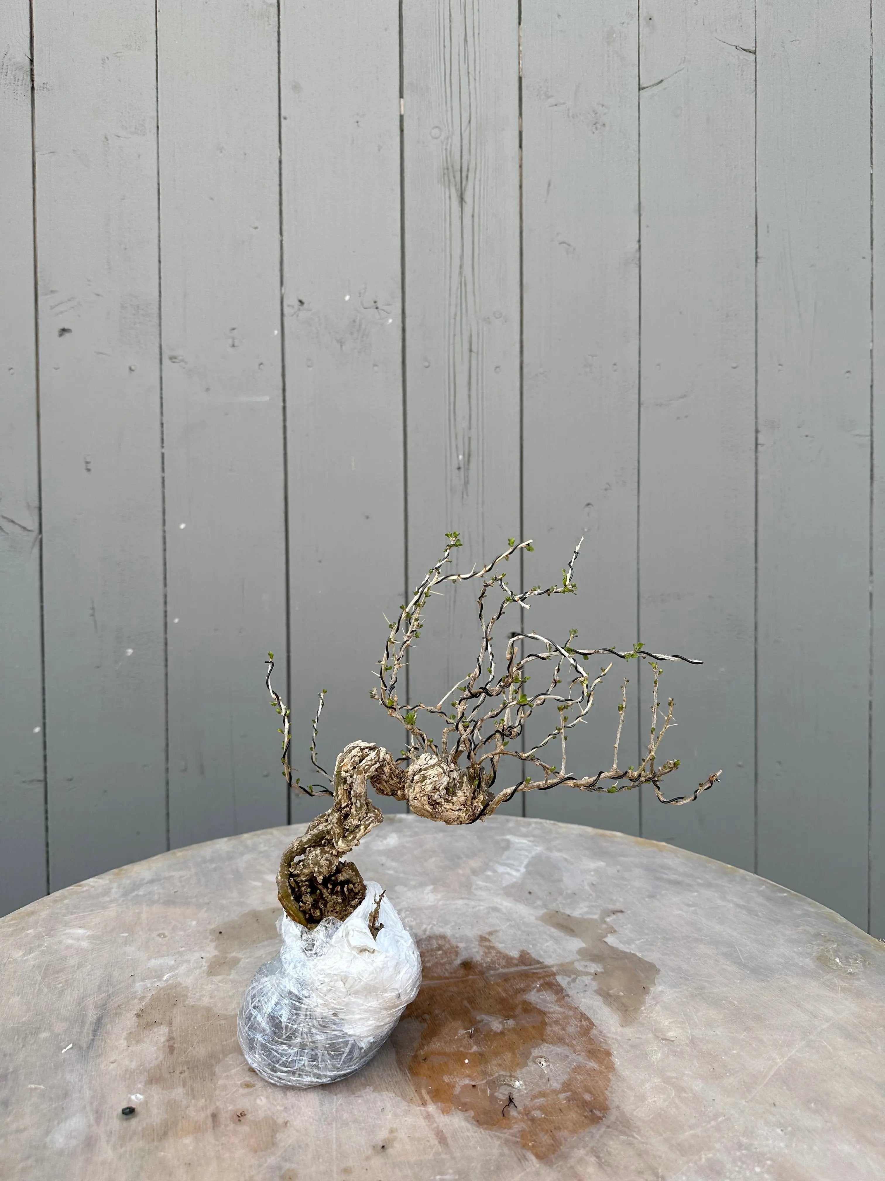 Lycium #4 Canada Bonsai