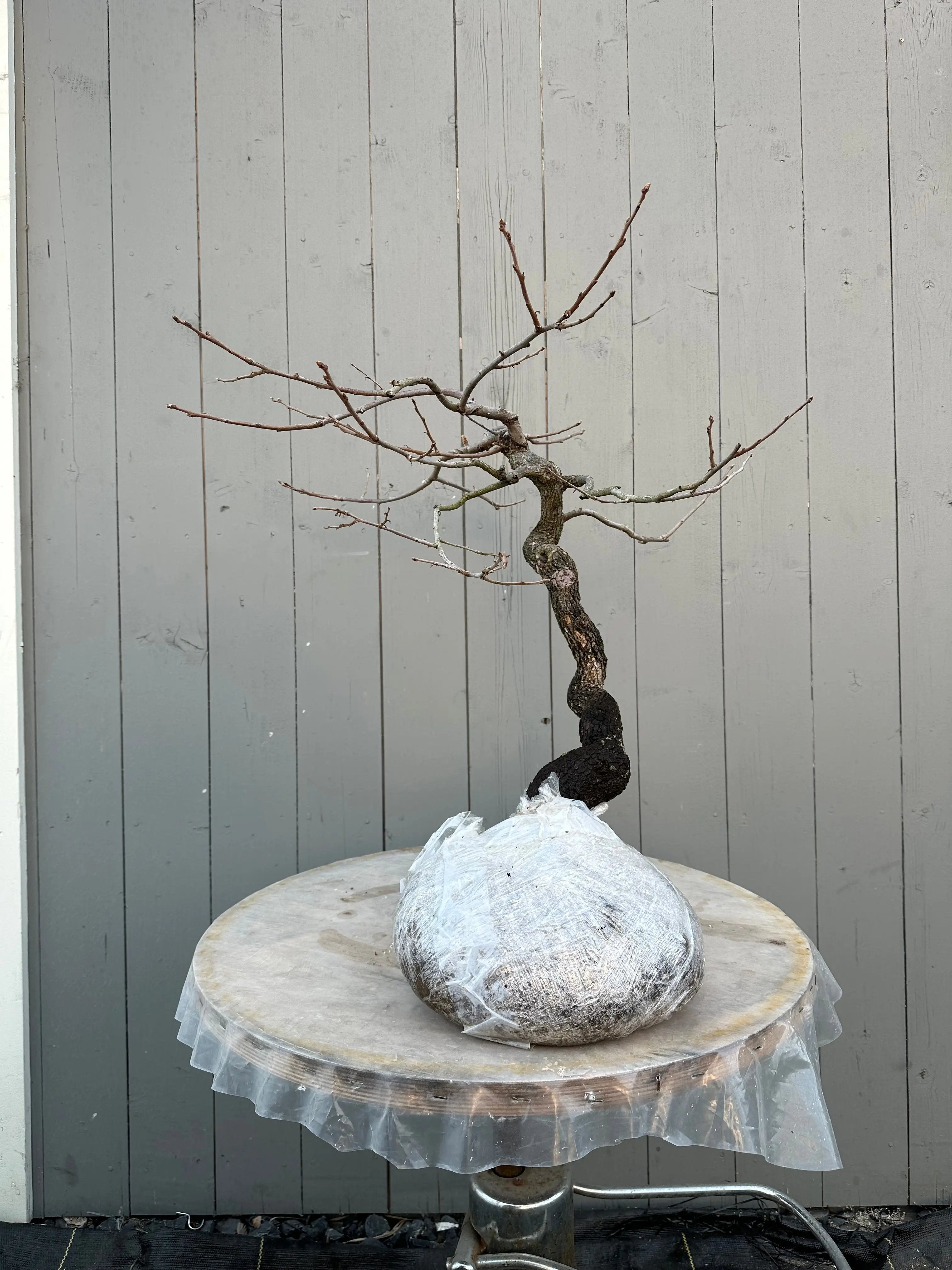 Diospyros (wild) #1 Canada Bonsai