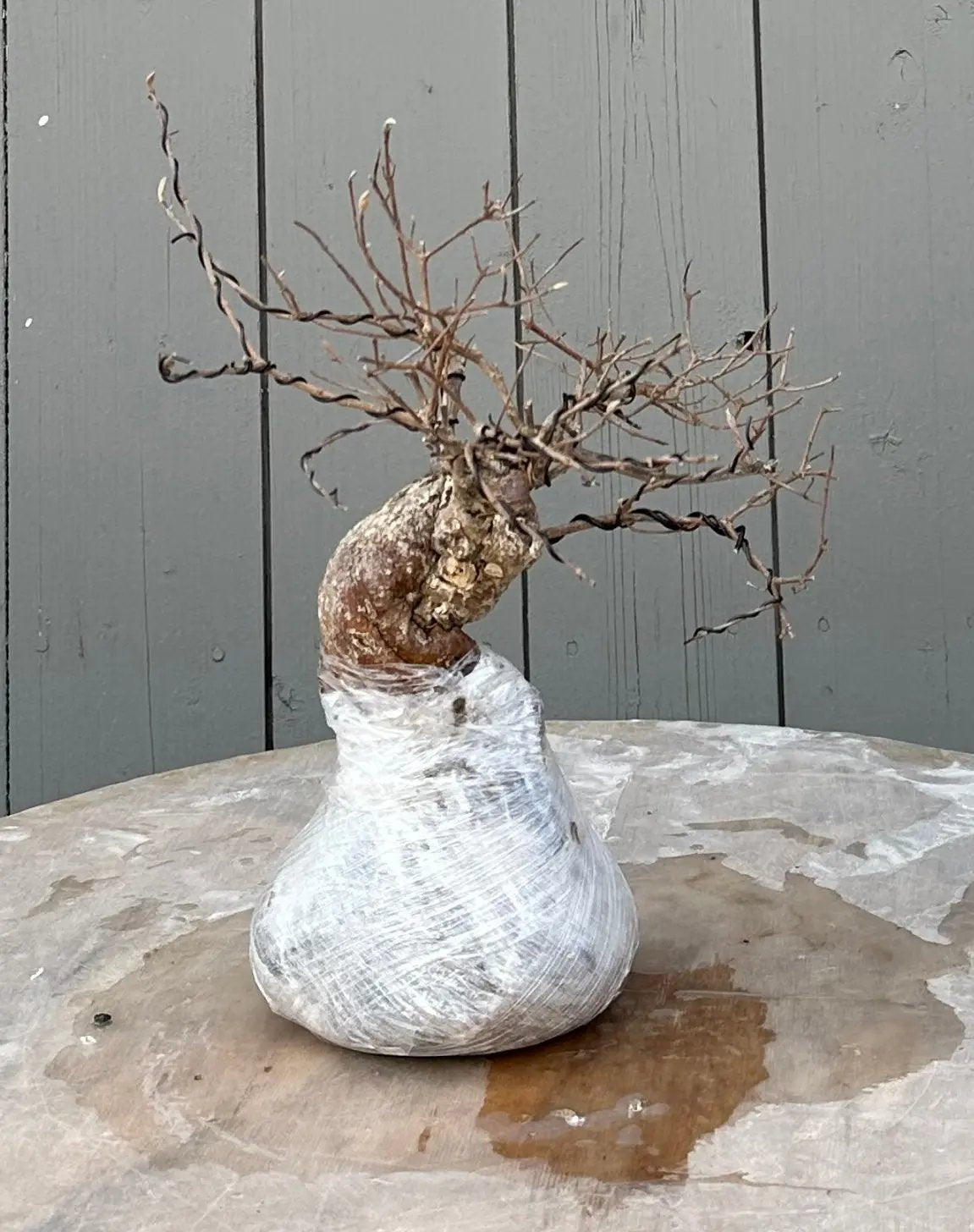 Callicarpa #10 Canada Bonsai