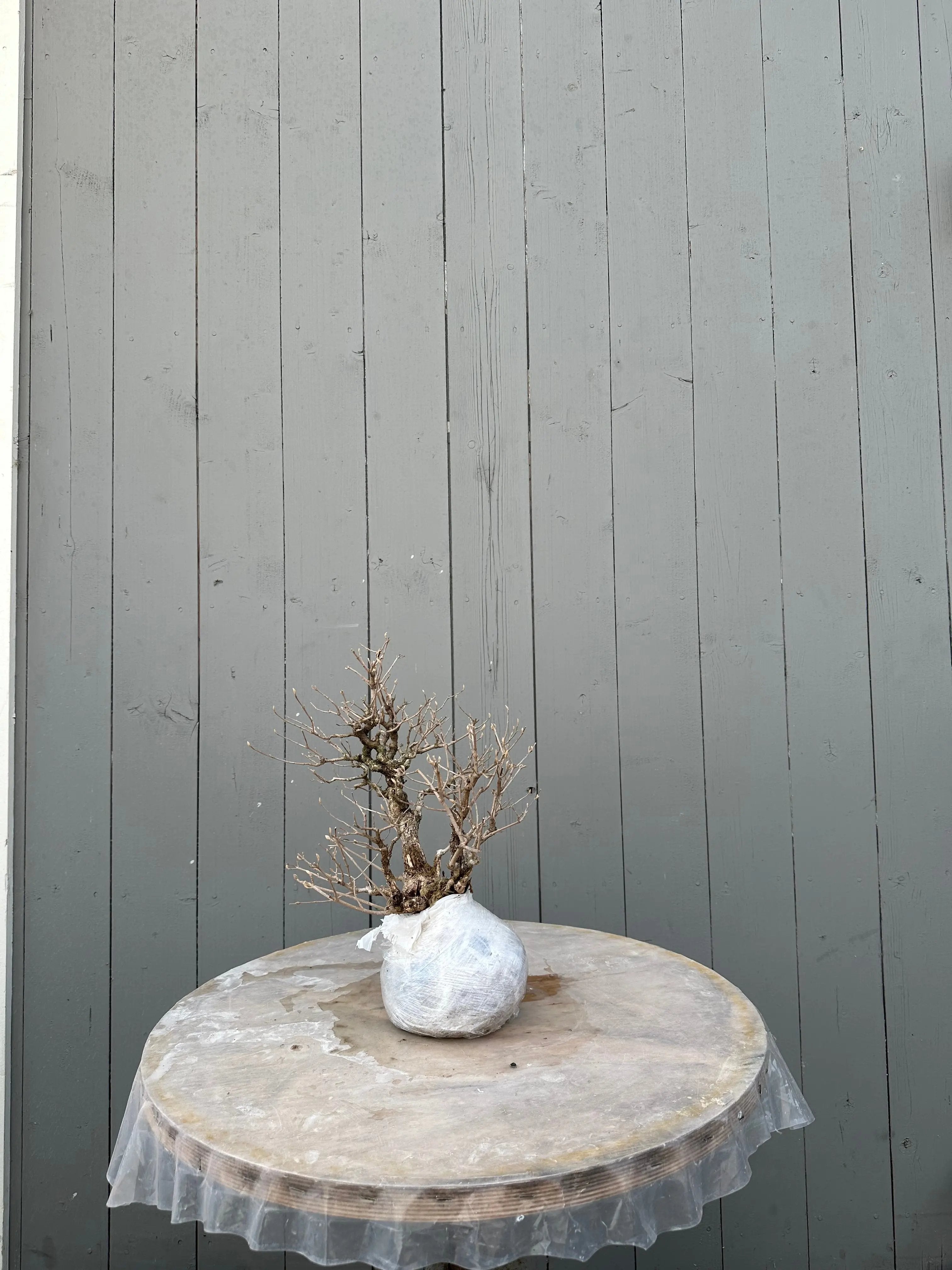 Callicarpa #11 Canada Bonsai