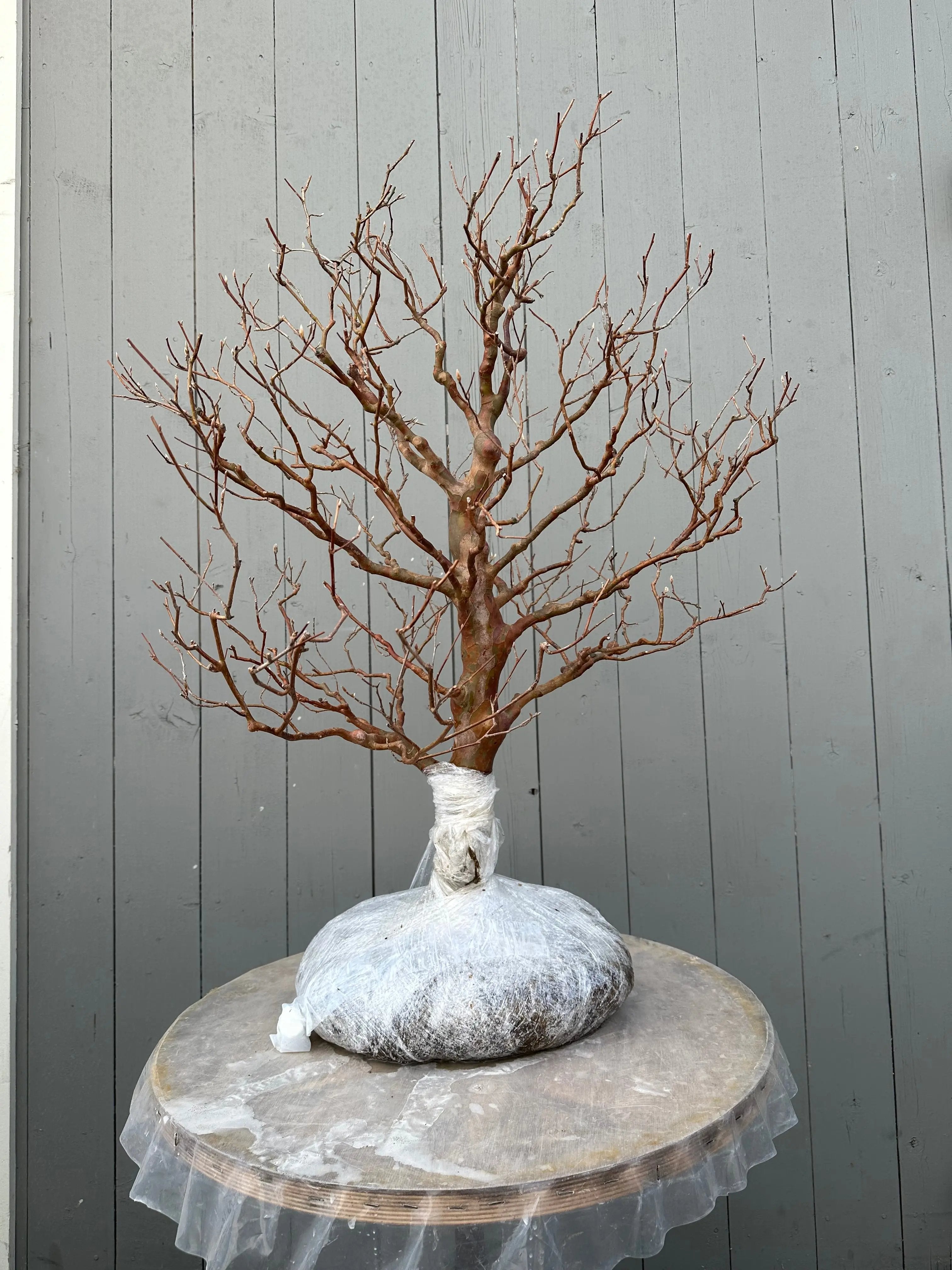 Stewartia #1 Canada Bonsai