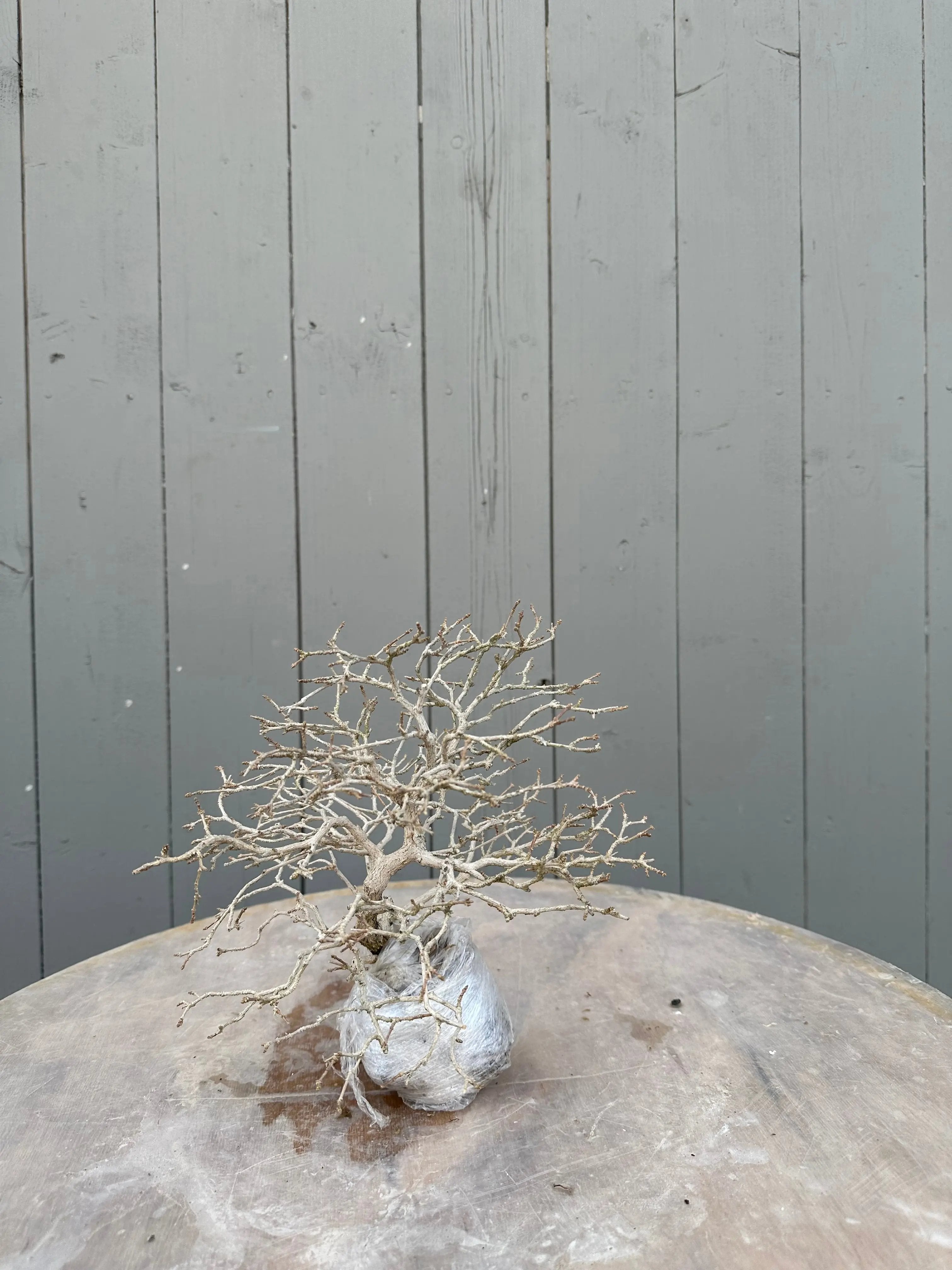 Premna japonica #5 Canada Bonsai