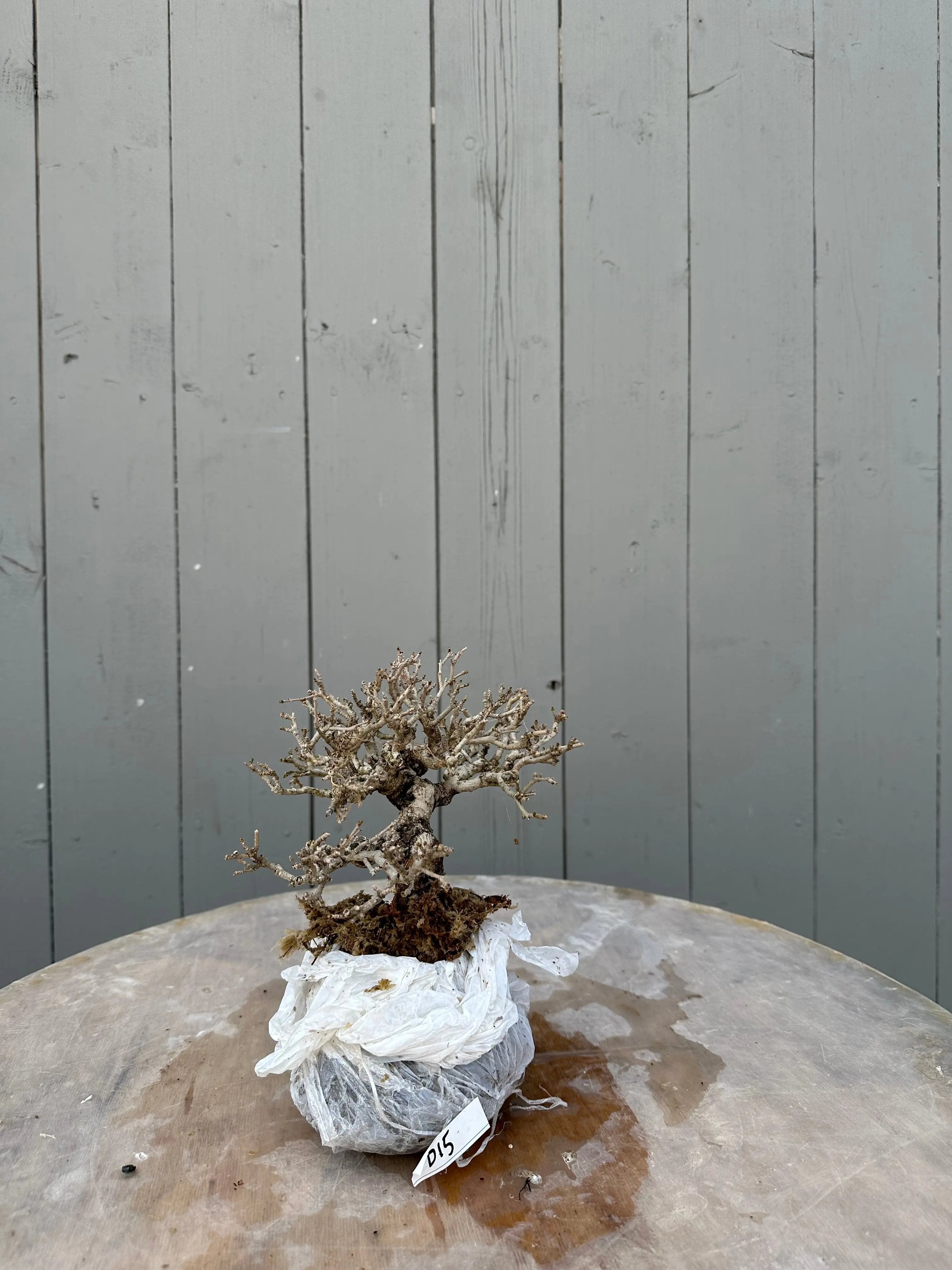 Ligustrum #1 Canada Bonsai