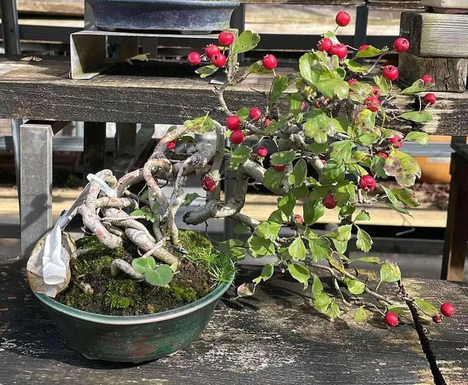 Crataegus cuneata 'Matsudaira' Canada Bonsai