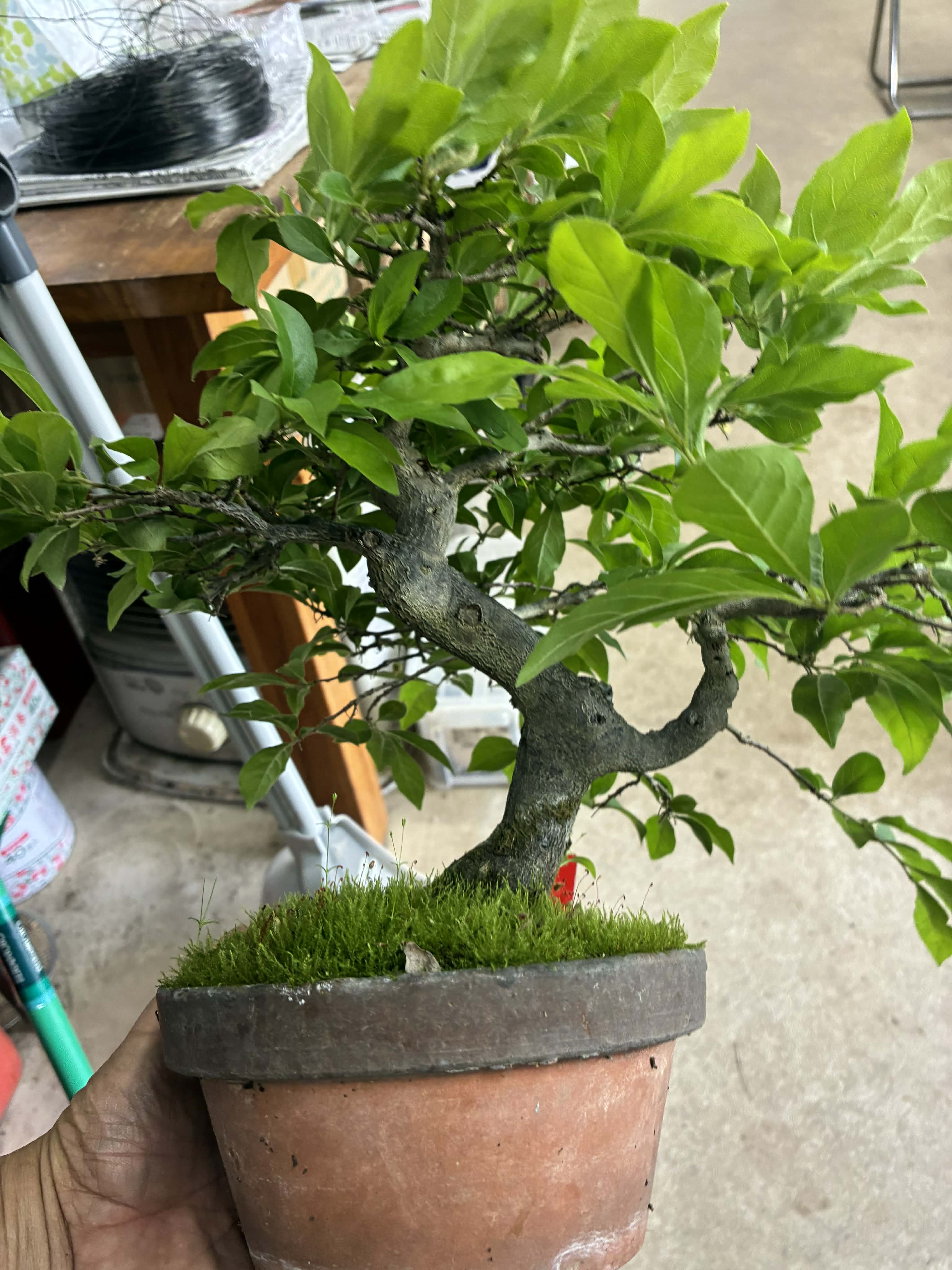 Diospyros (masculin)