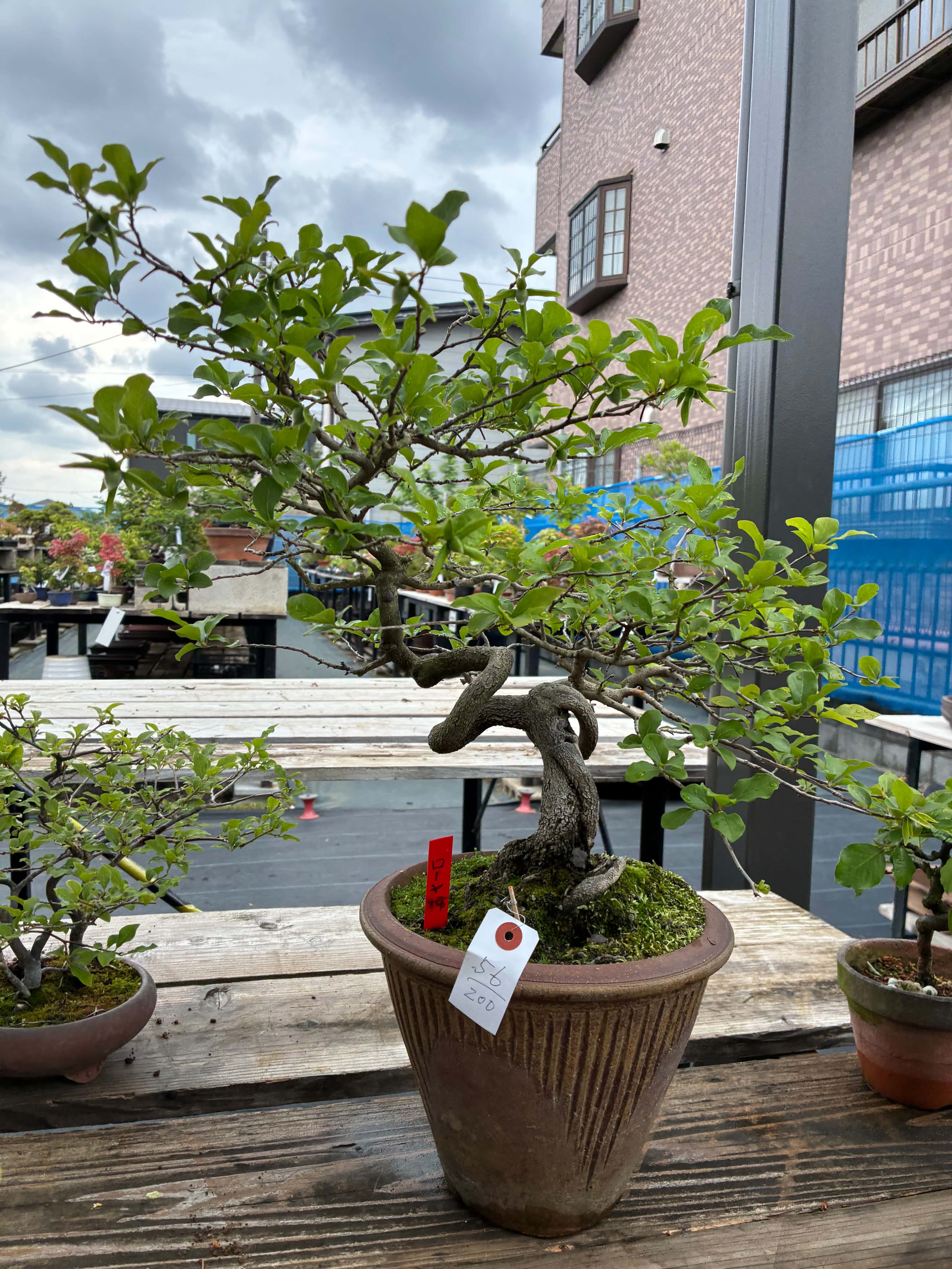 Diospyros (femelle et mâle)
