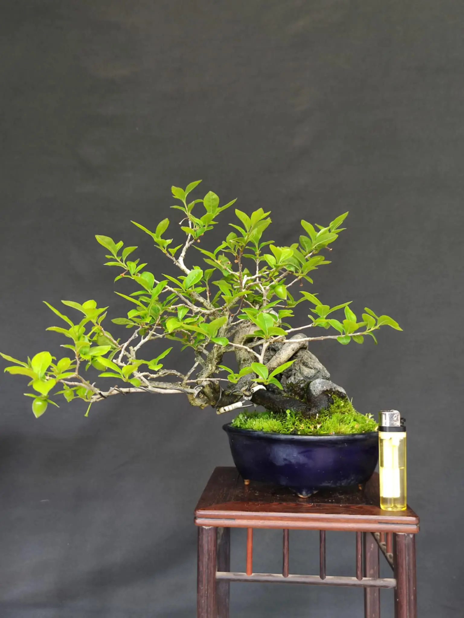 Diospyros rhombifolia Canada Bonsai