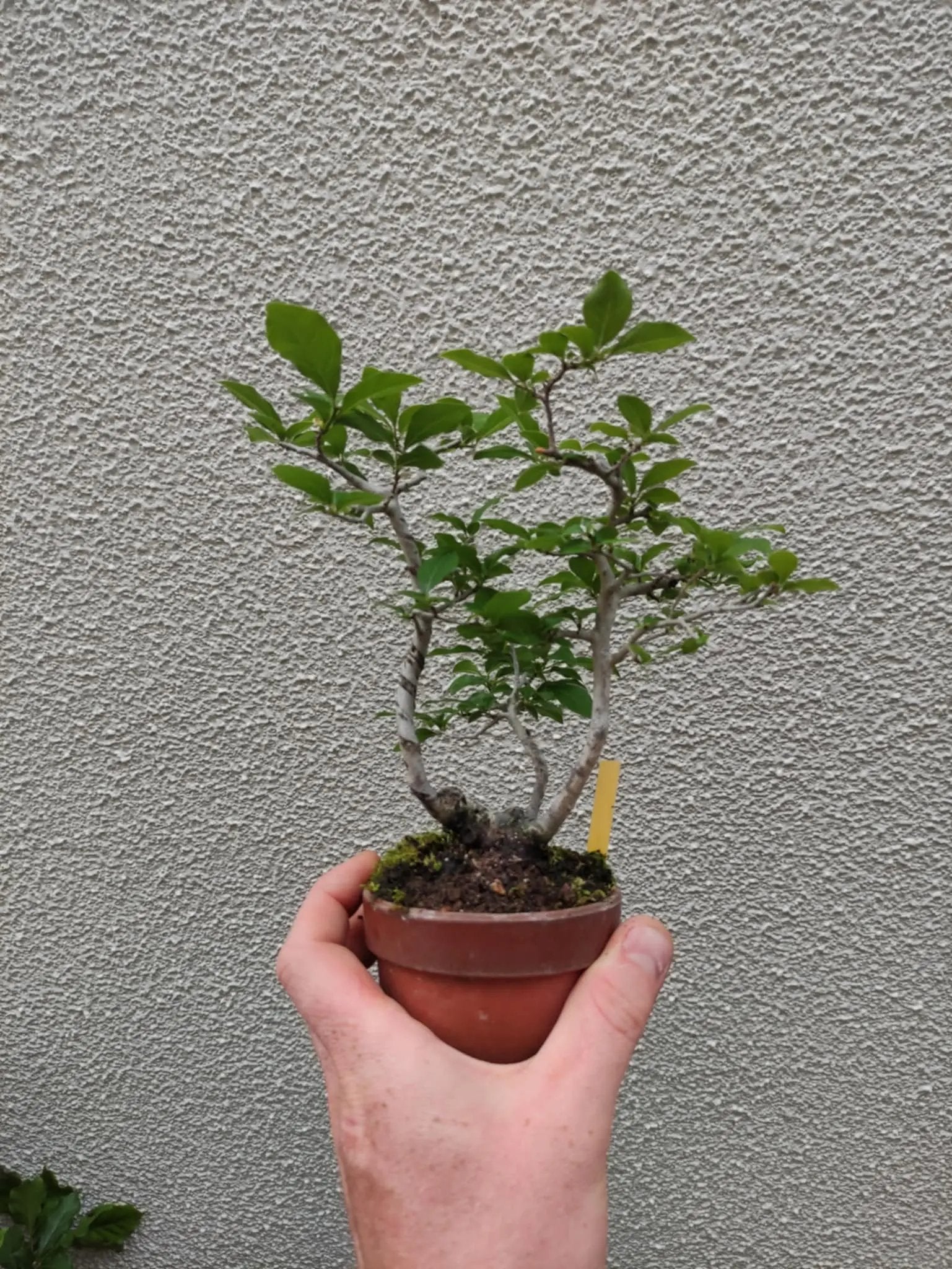 Diospyros rhombifolia (male) Canada Bonsai