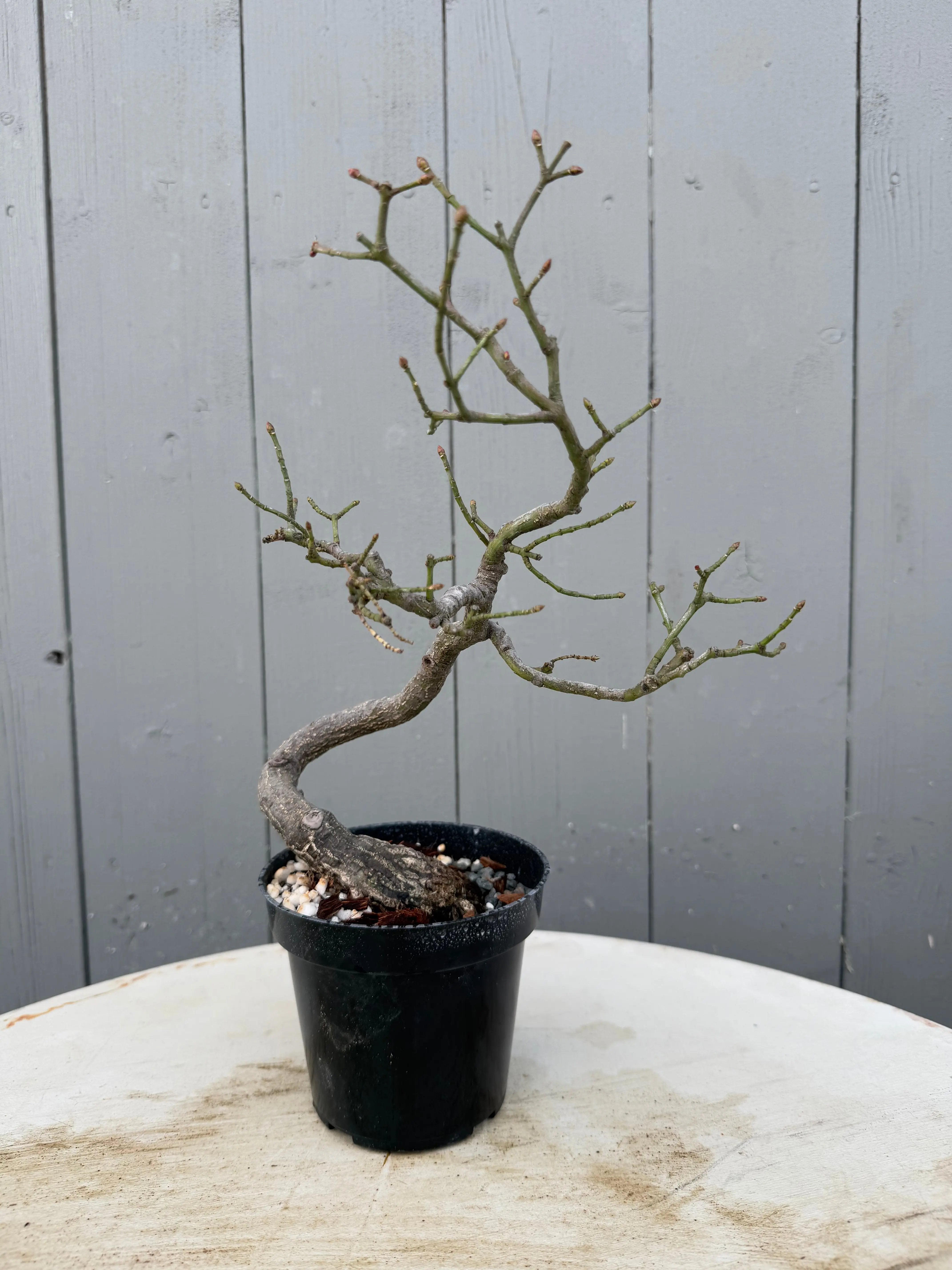 Euonymus Canada Bonsai