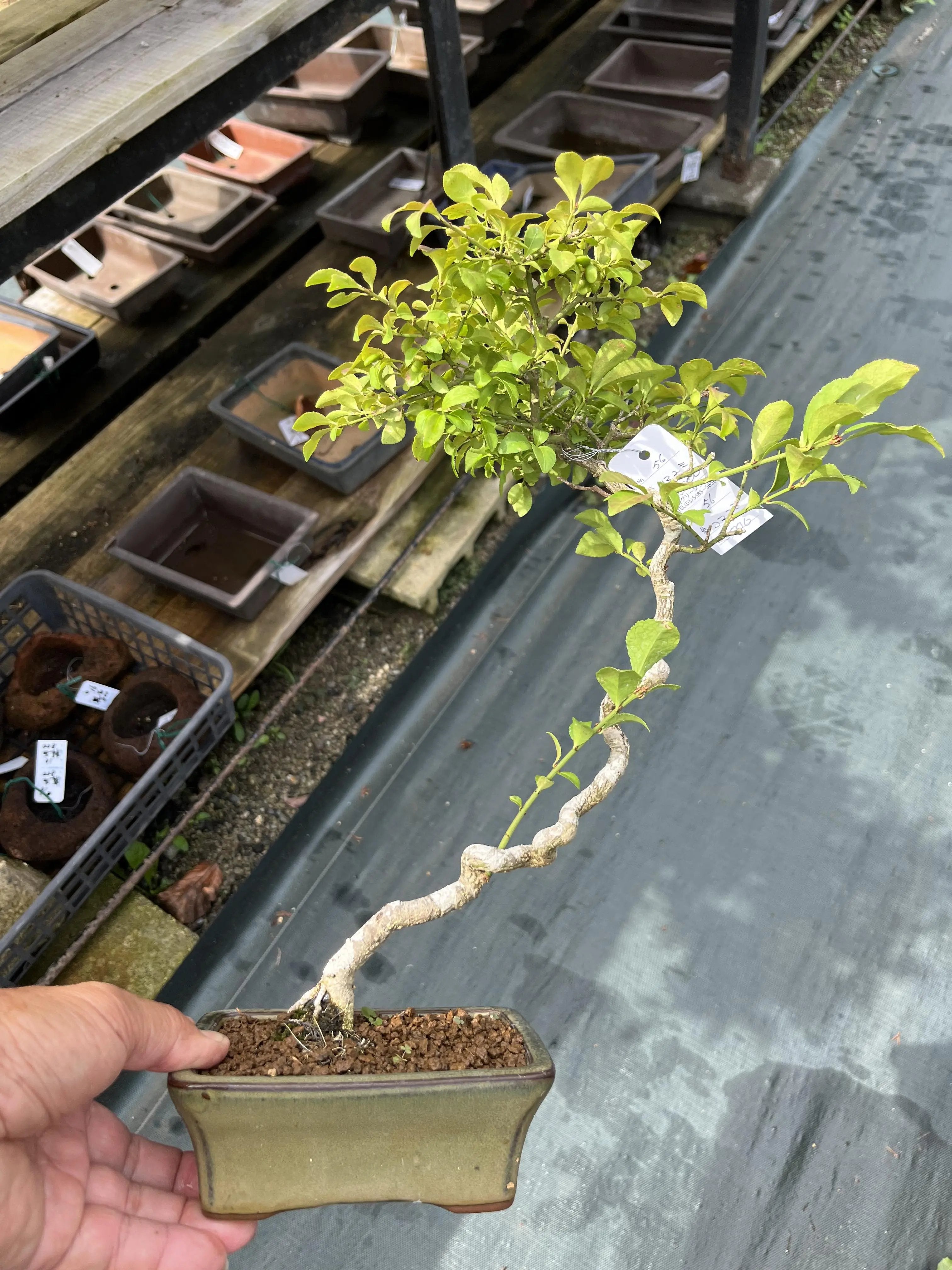 Euonymus Canada Bonsai
