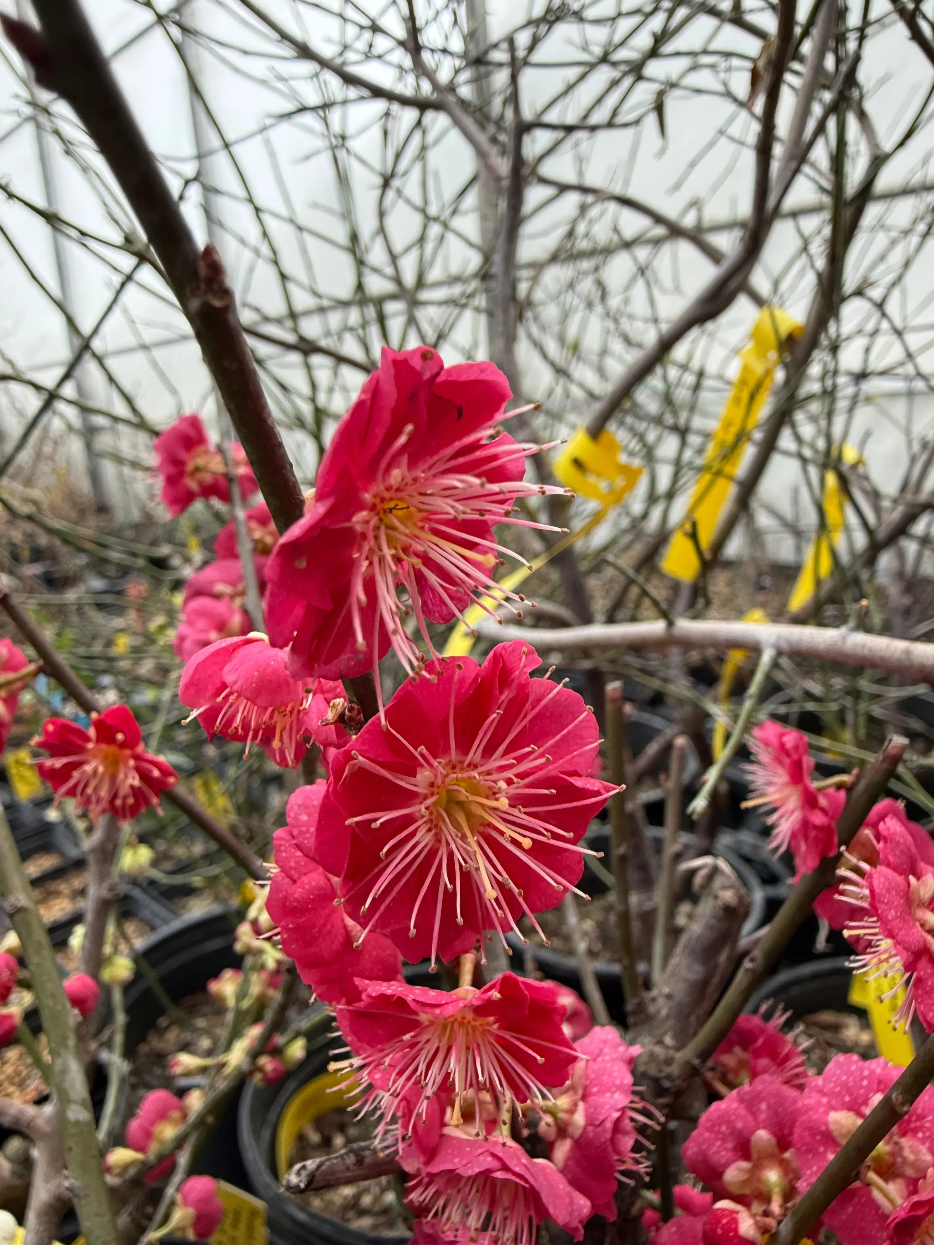 Prunus mume 'Hóngxū zhūshā' Canada Bonsai