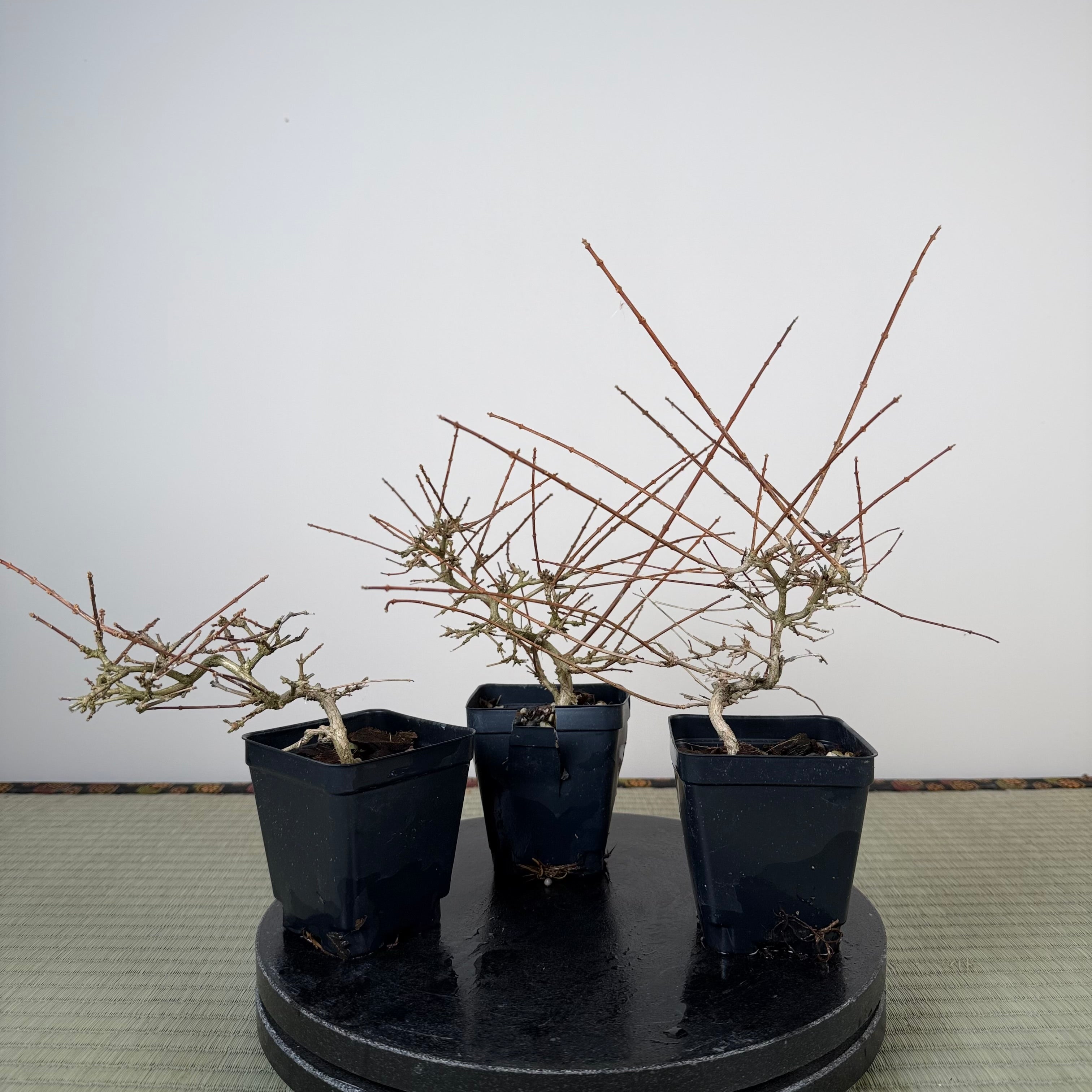 Premna japonica (medium)