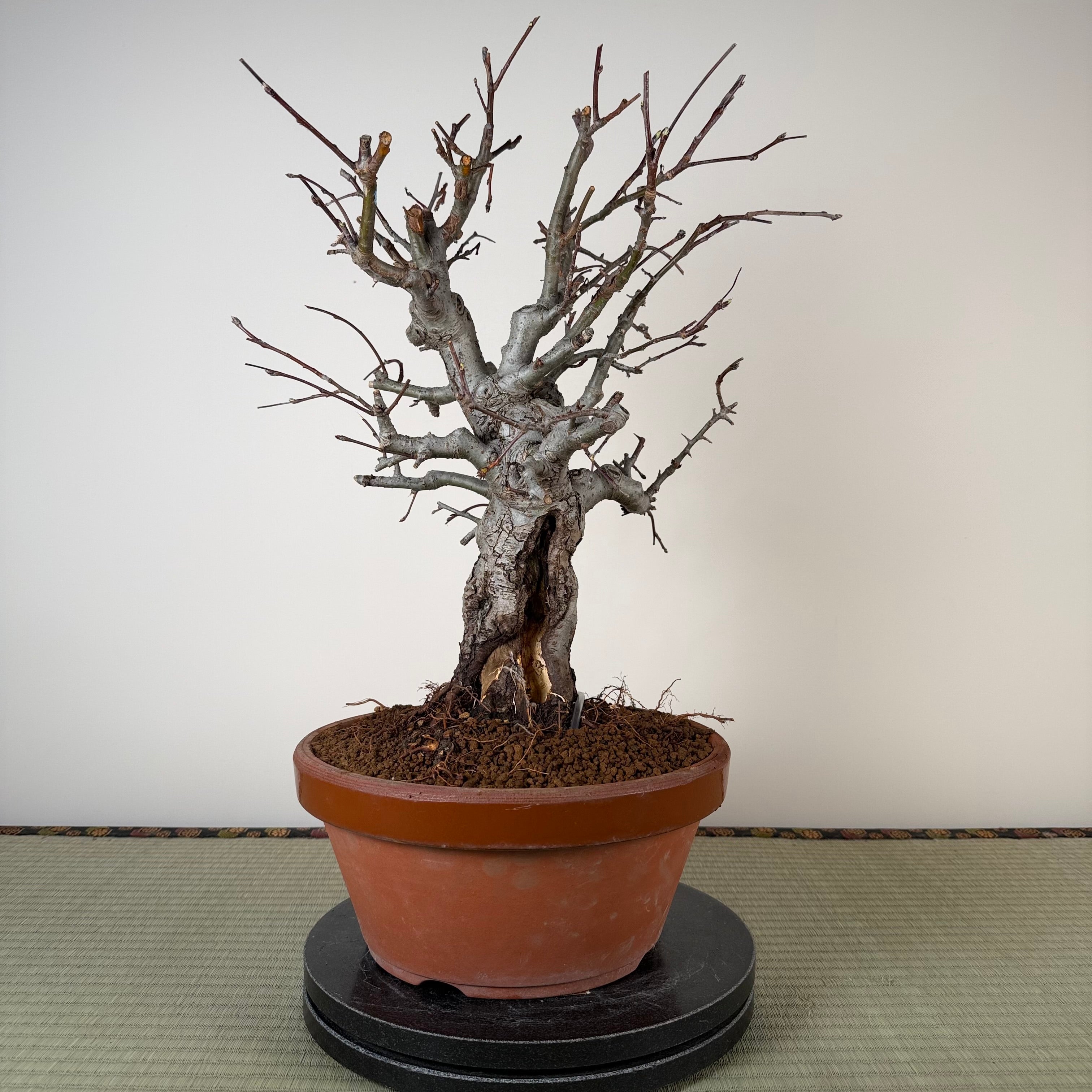 Malus 'Hime Ringo'