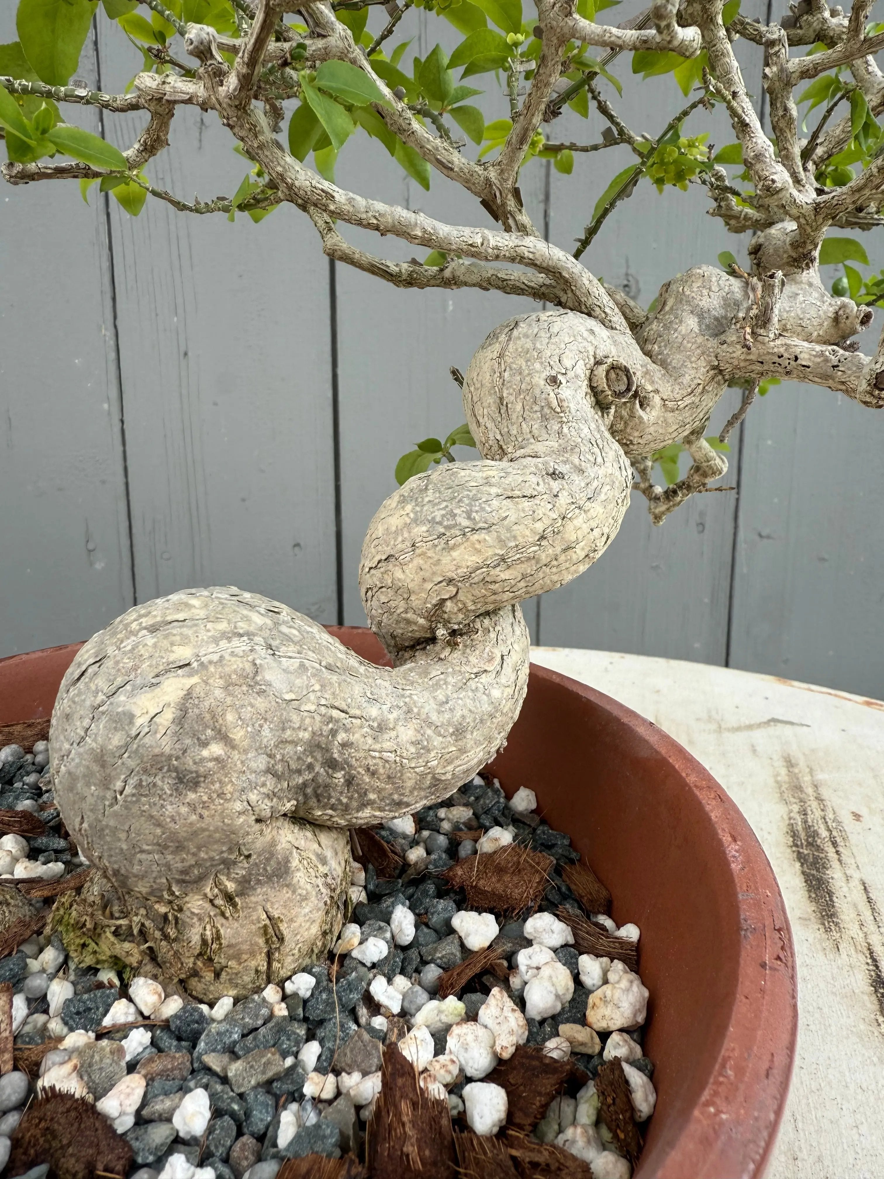 Euonymus Canada Bonsai
