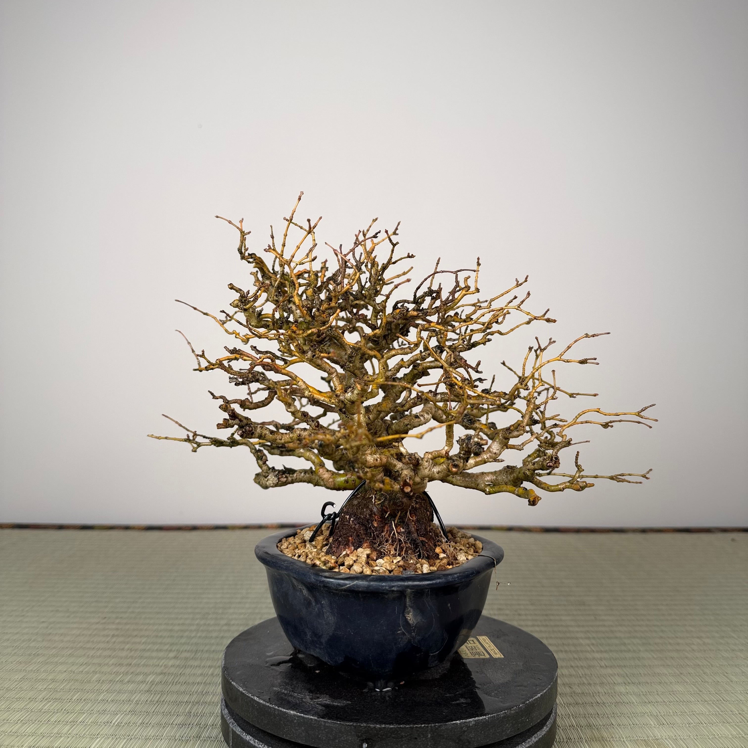 Ligustrum
