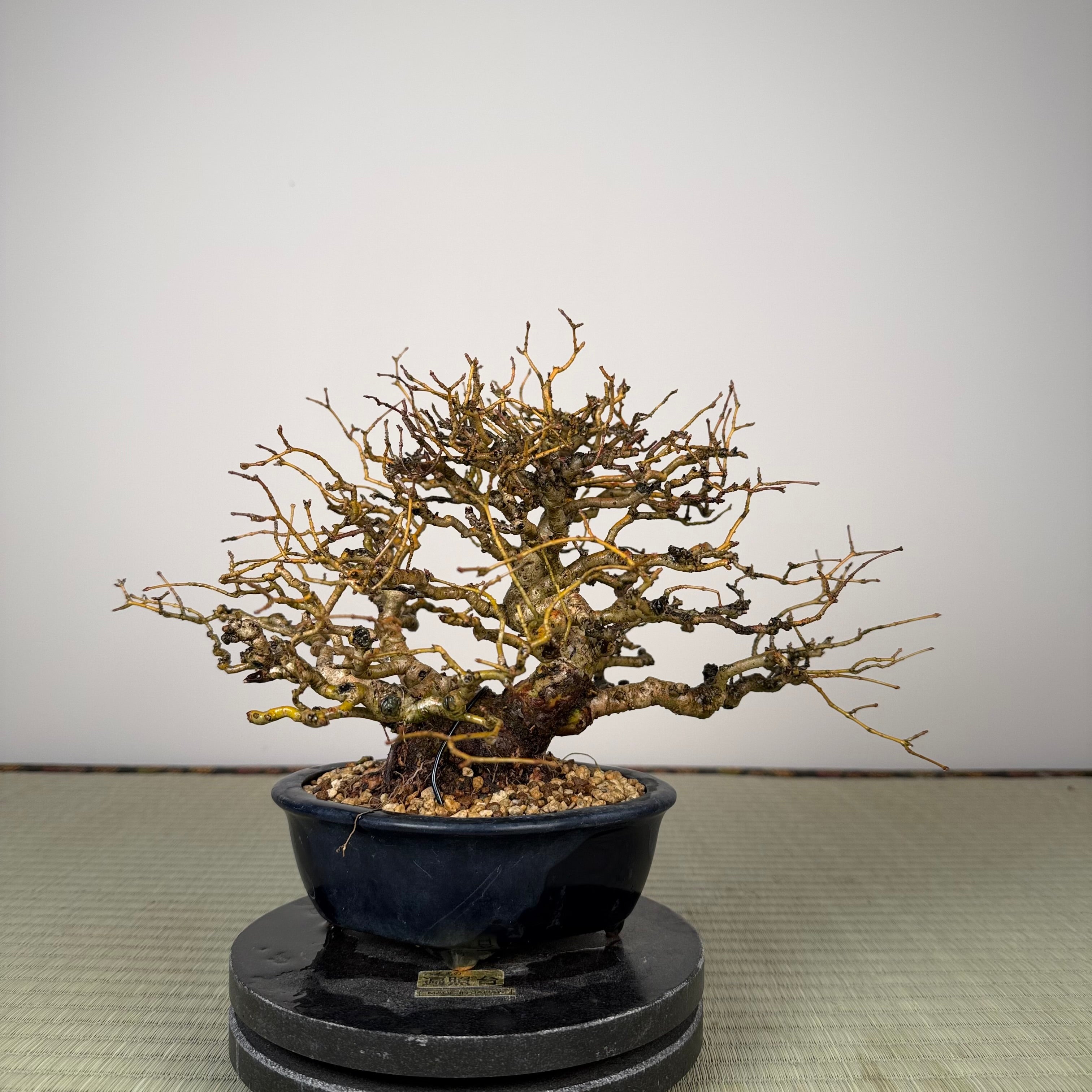 Ligustrum