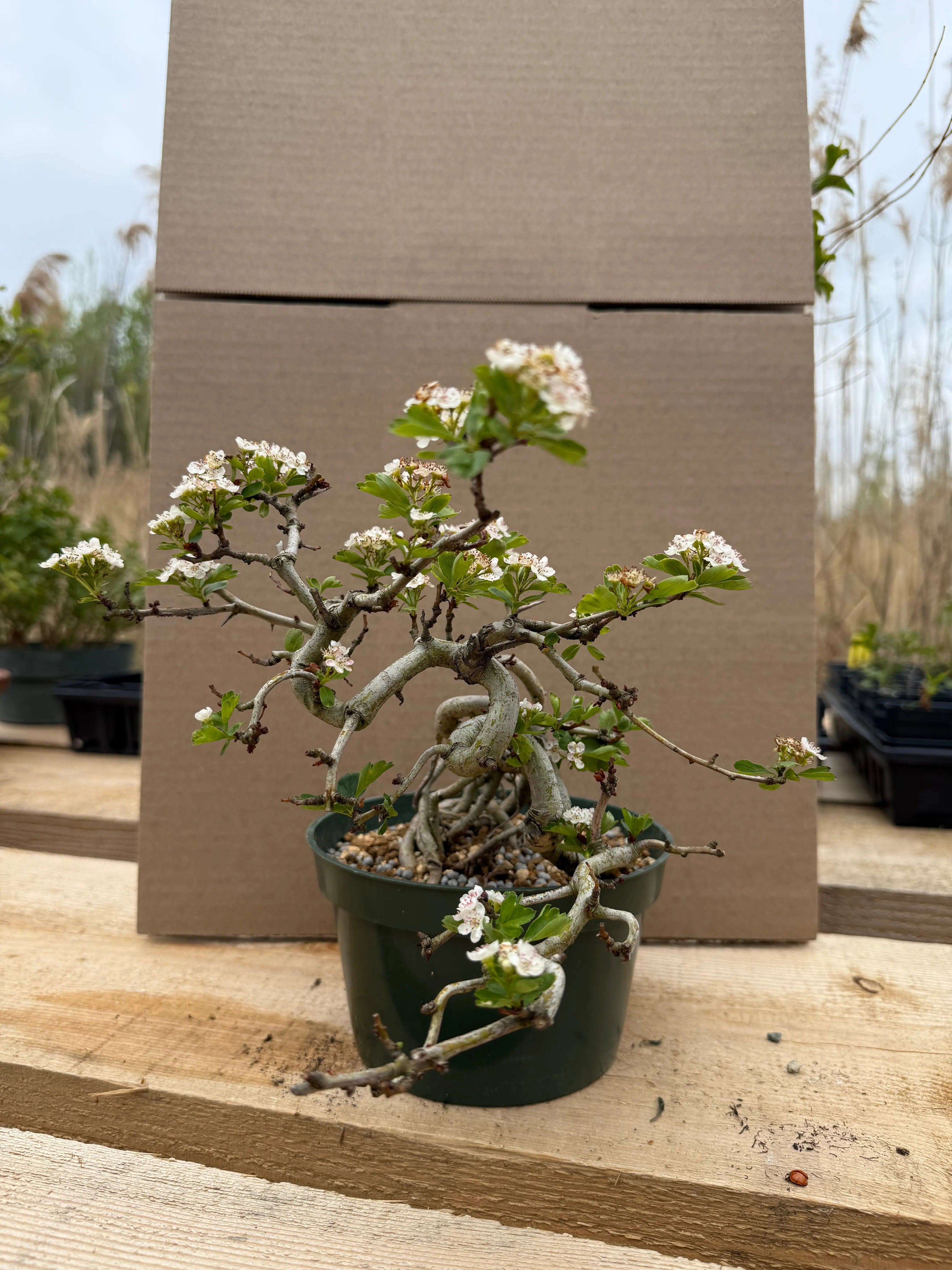 Crataegus cuneata 'Matsudaira' Canada Bonsai