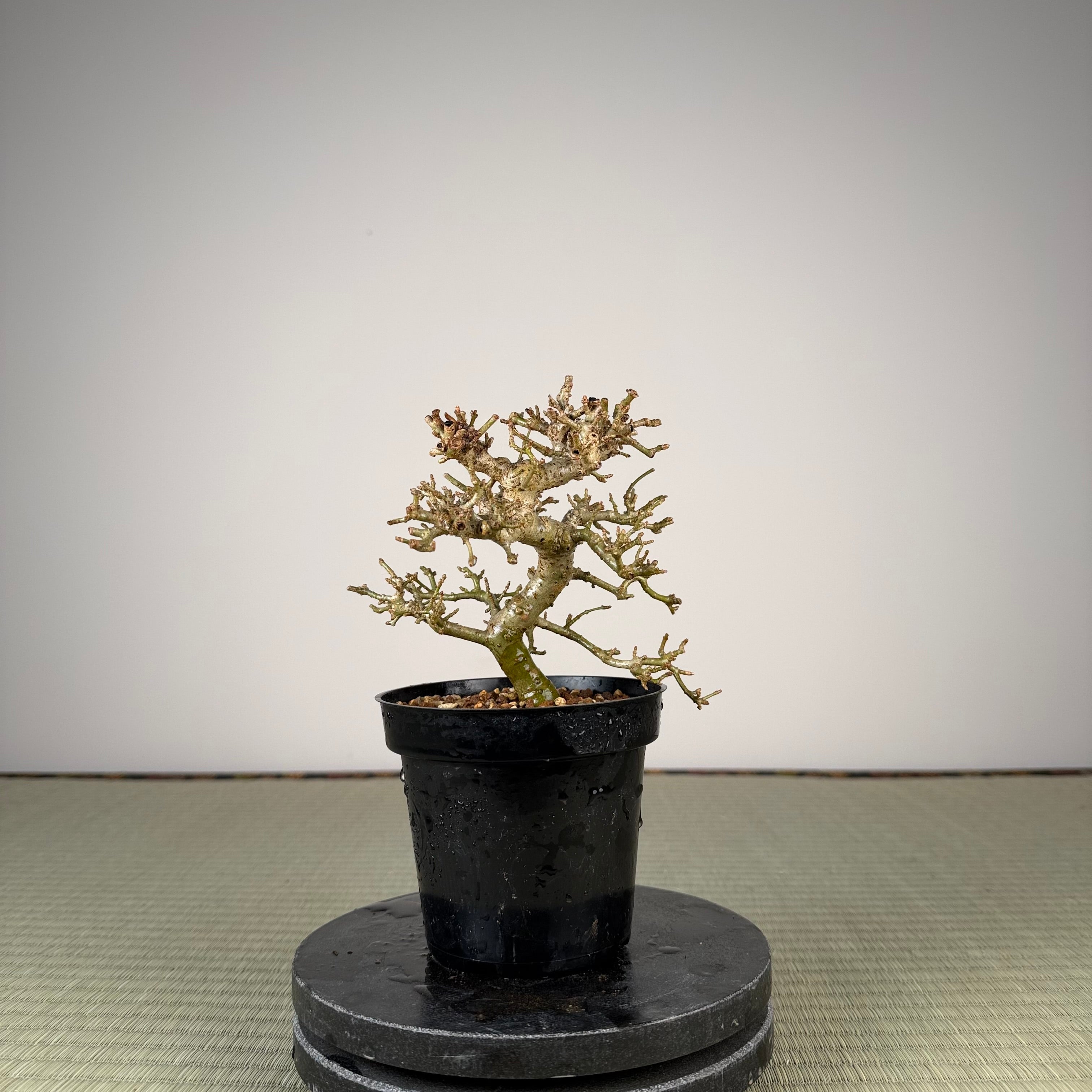 Ligustrum Arakawa *Voir note*