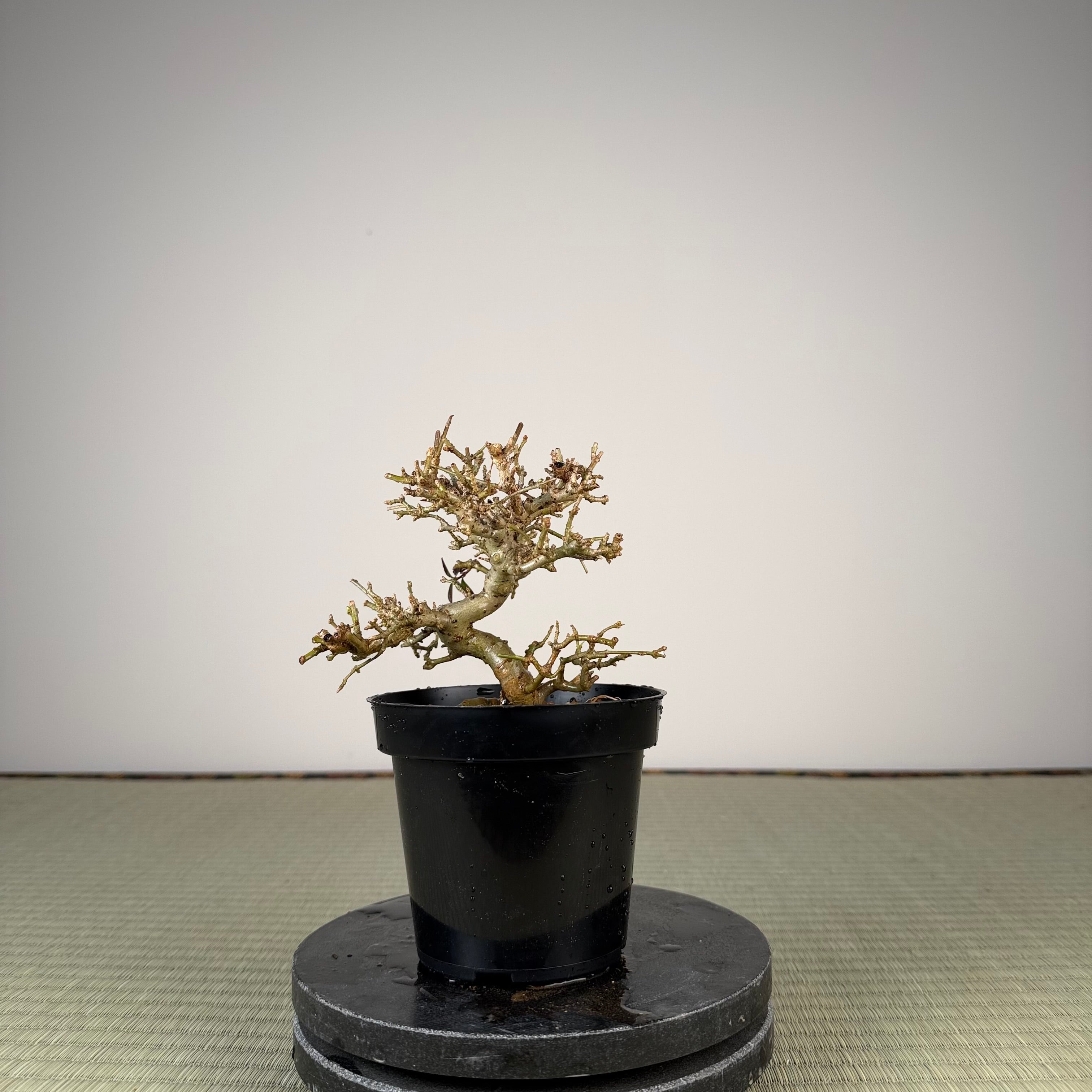 Ligustrum Arakawa *Voir note*