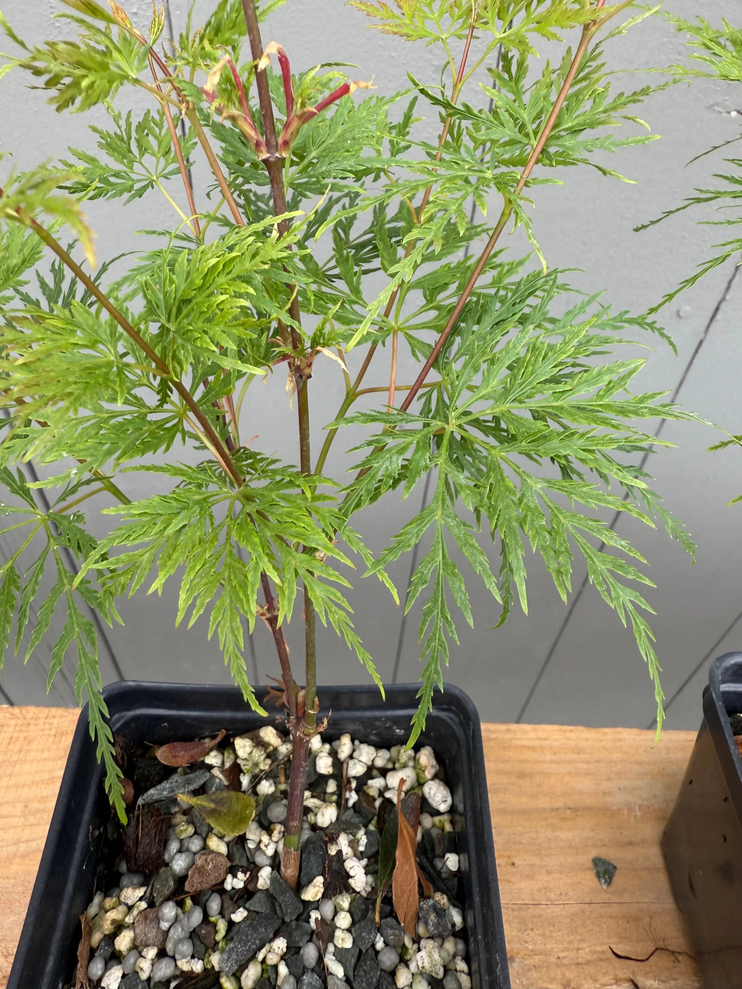 Acer palmatum 'Emerald Lace' Canada Bonsai