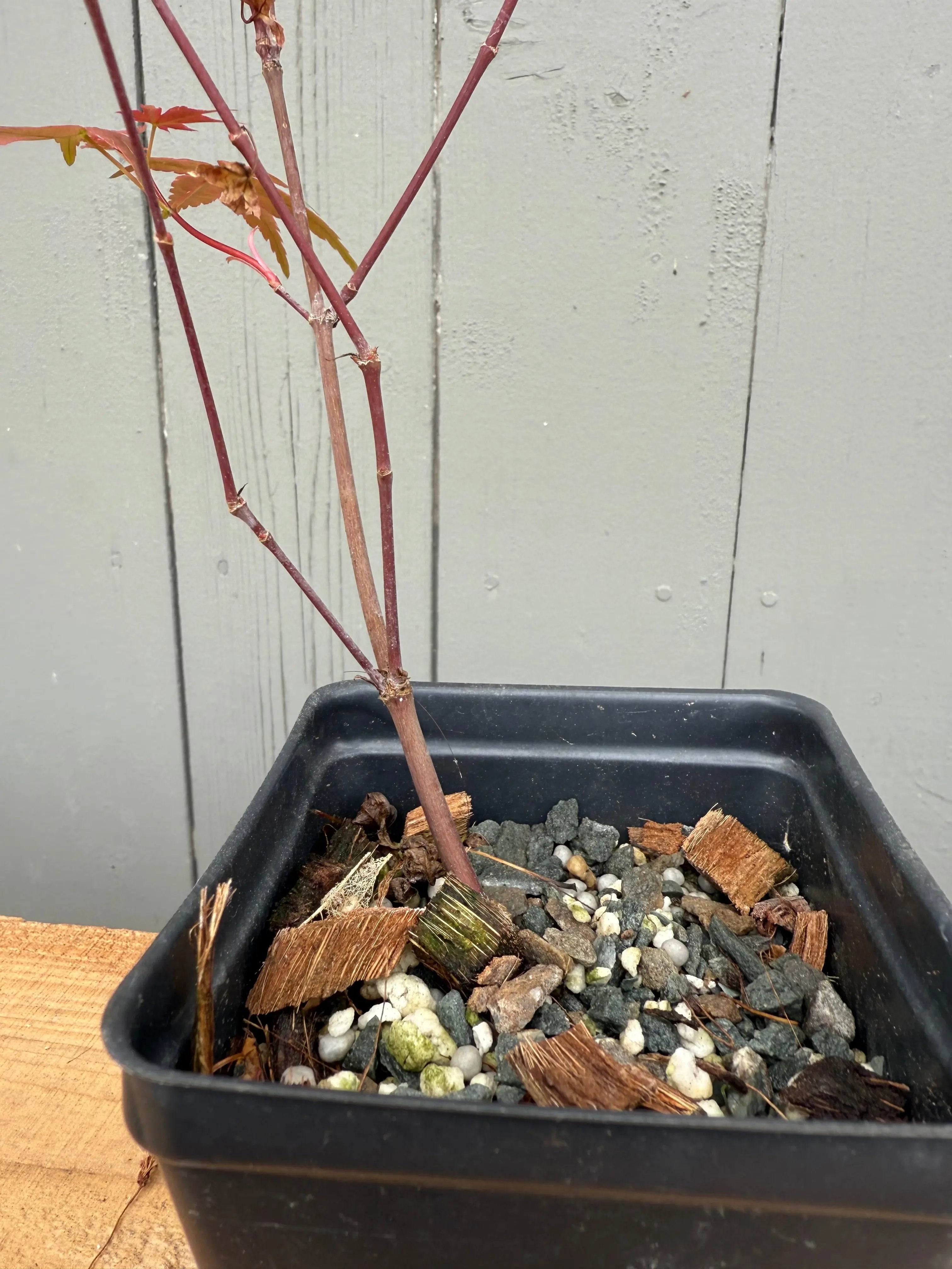 Acer palmatum 'Deshojo' (whips) Canada Bonsai